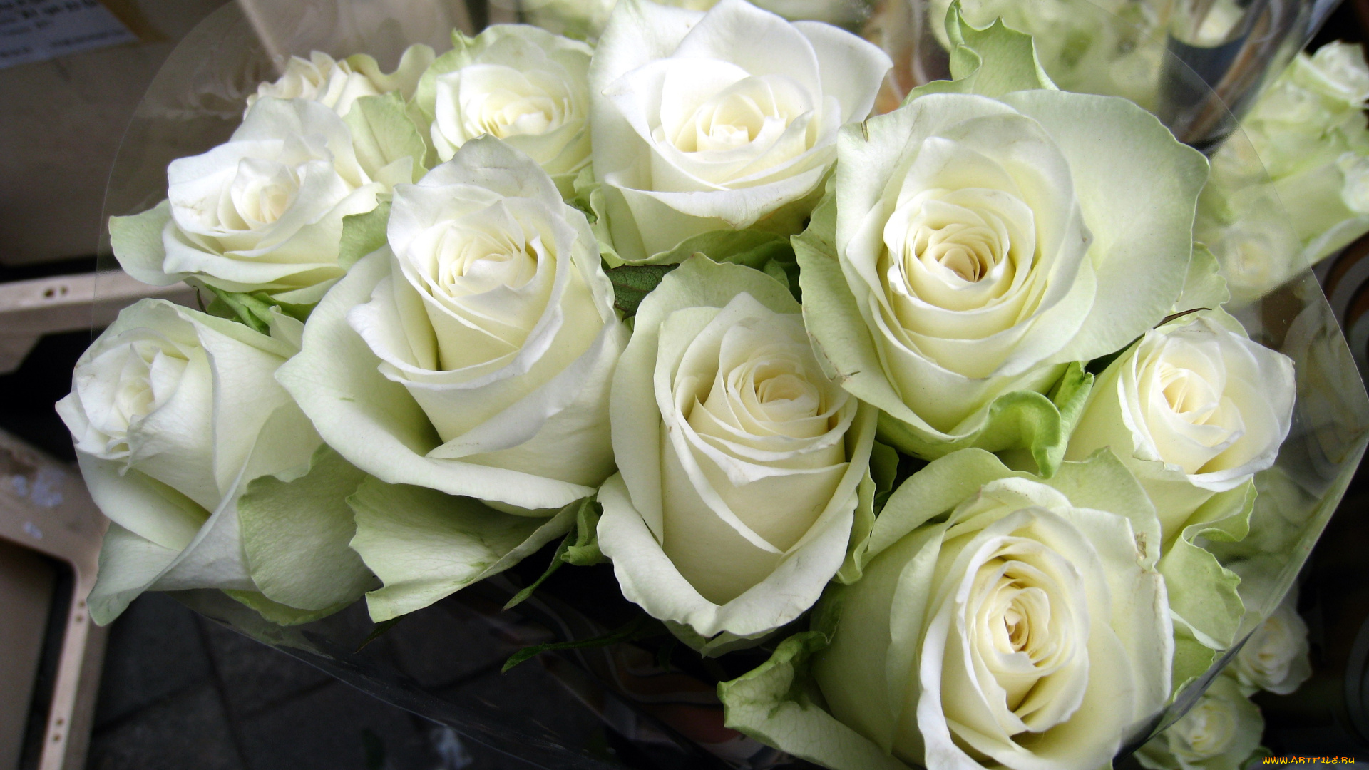 цветы, розы, белый