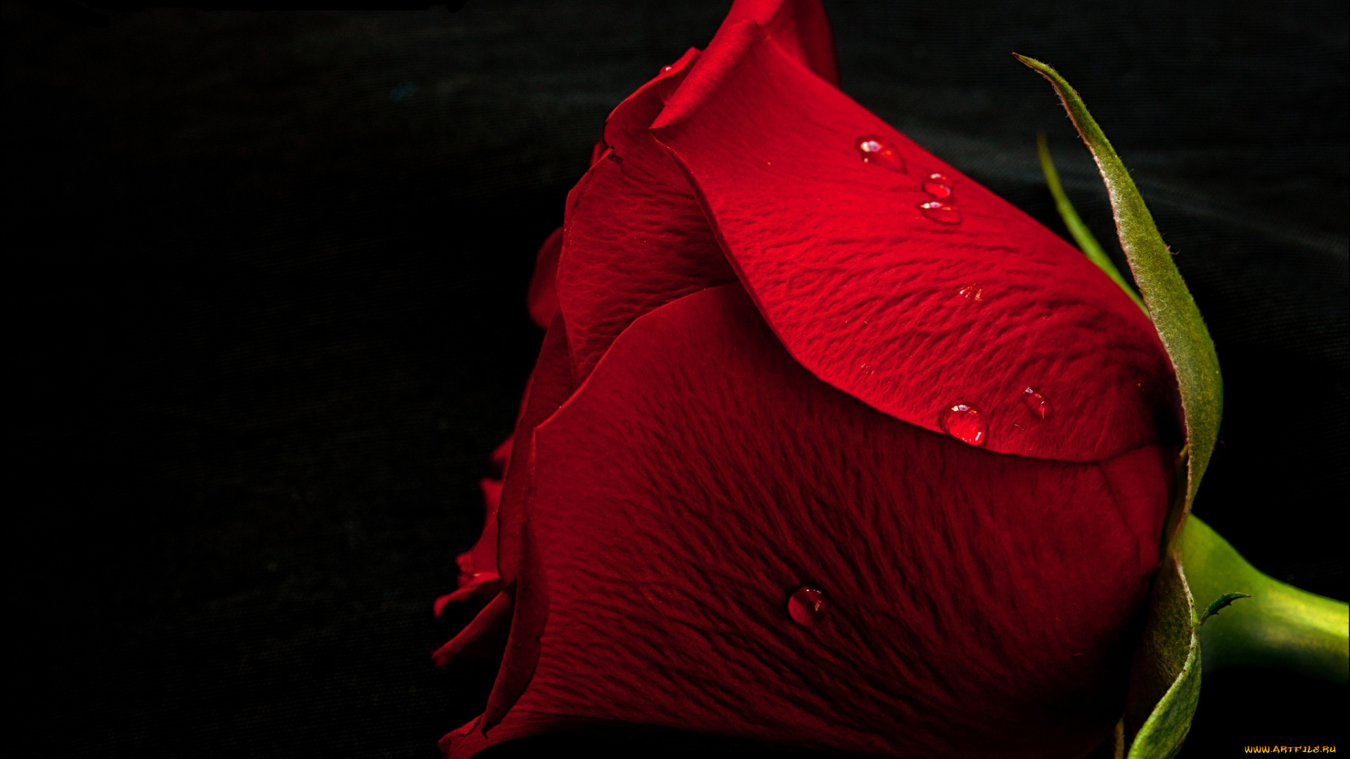 цветы, розы, бутон