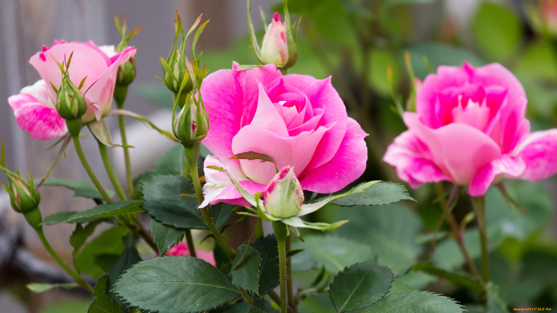 цветы, розы, куст