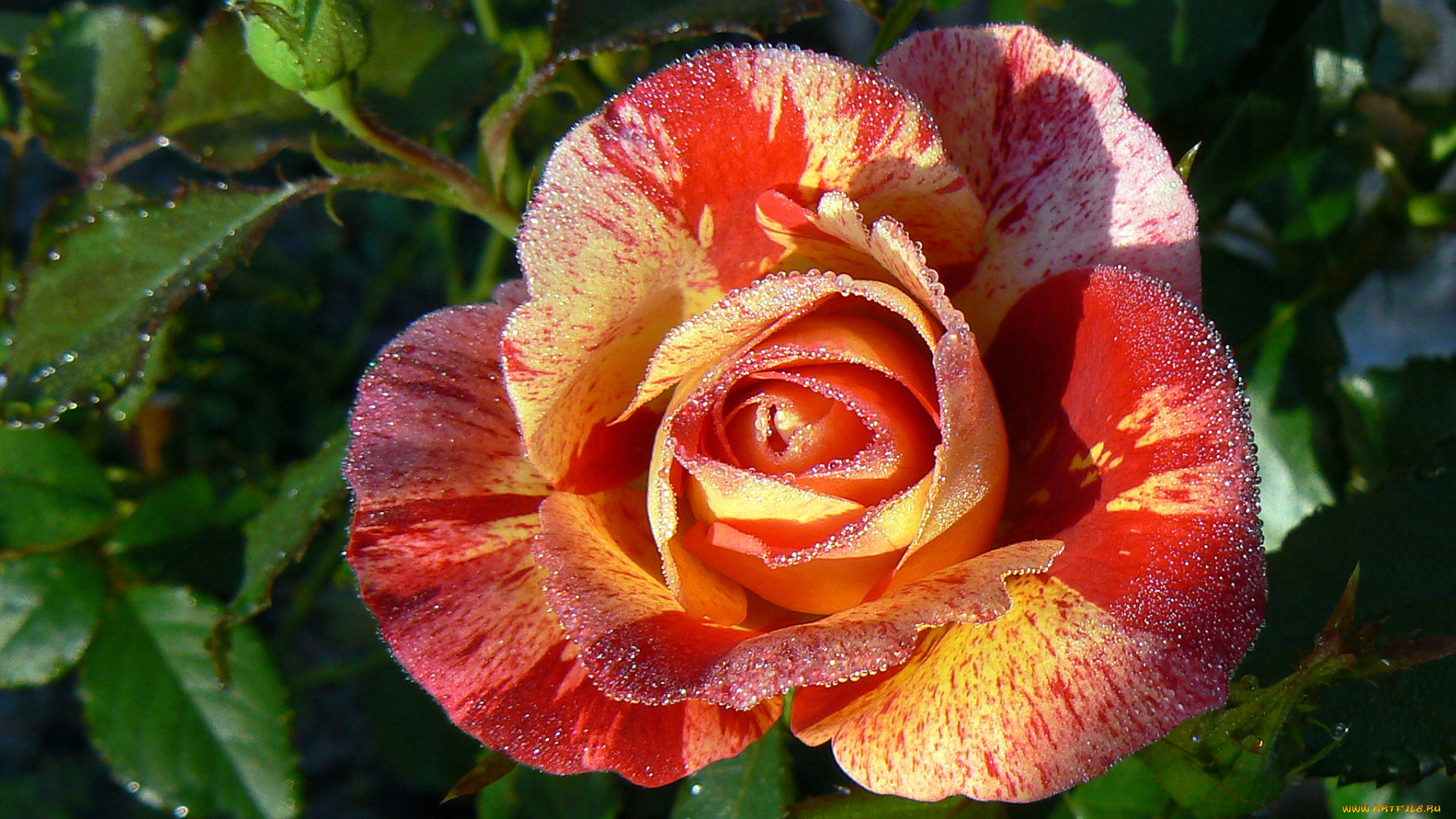 цветы, розы, роса, пестрый
