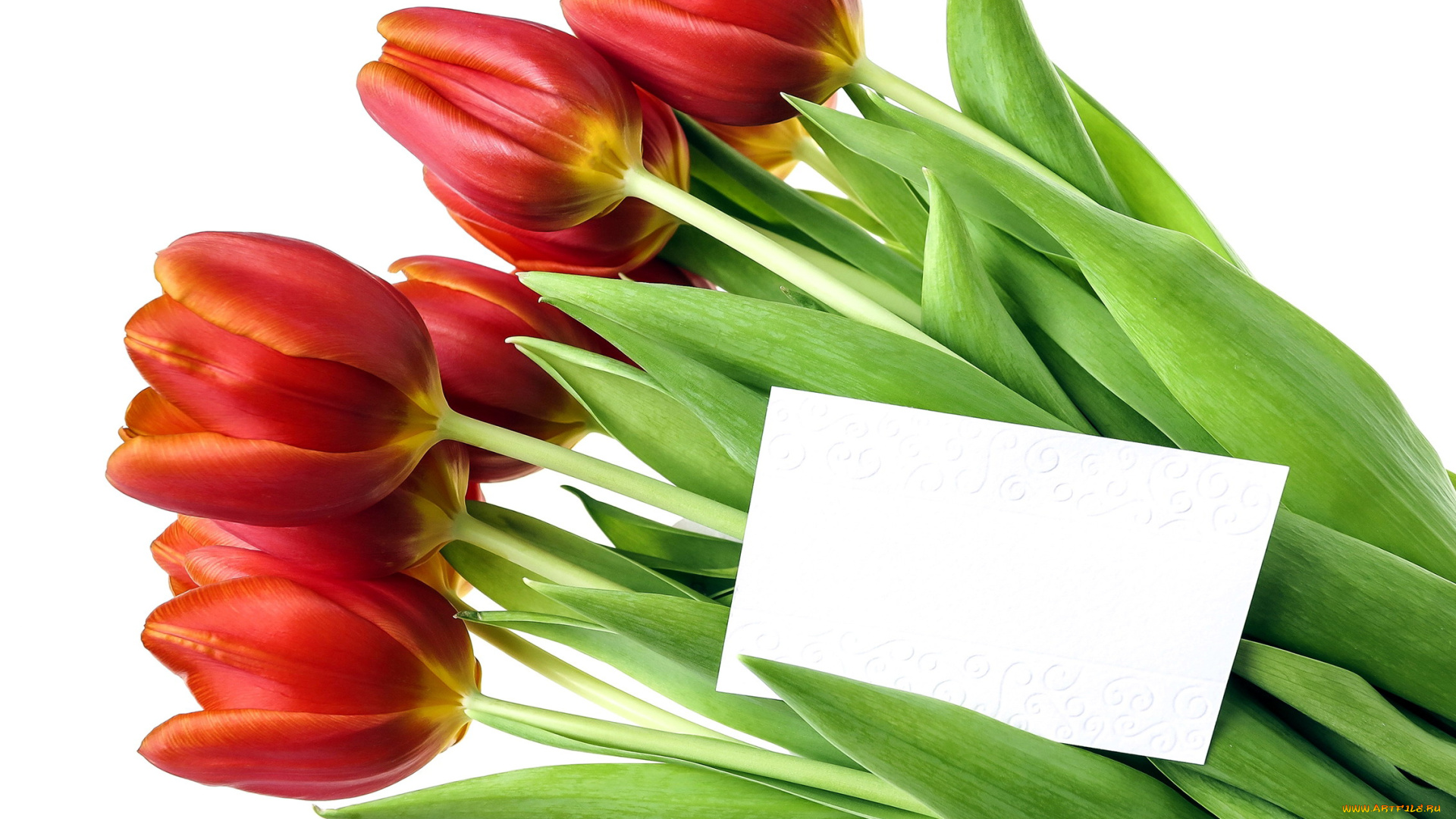 цветы, тюльпаны, бутоны, записка