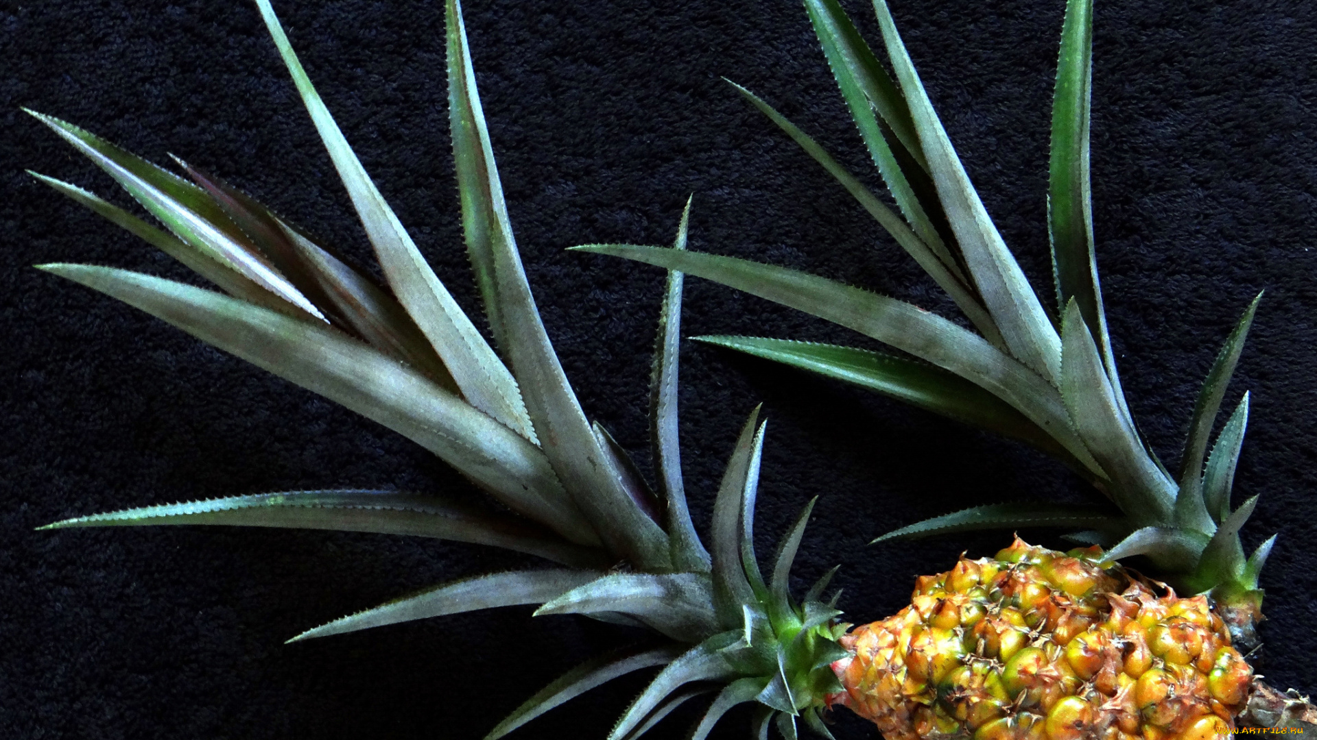 еда, ананас