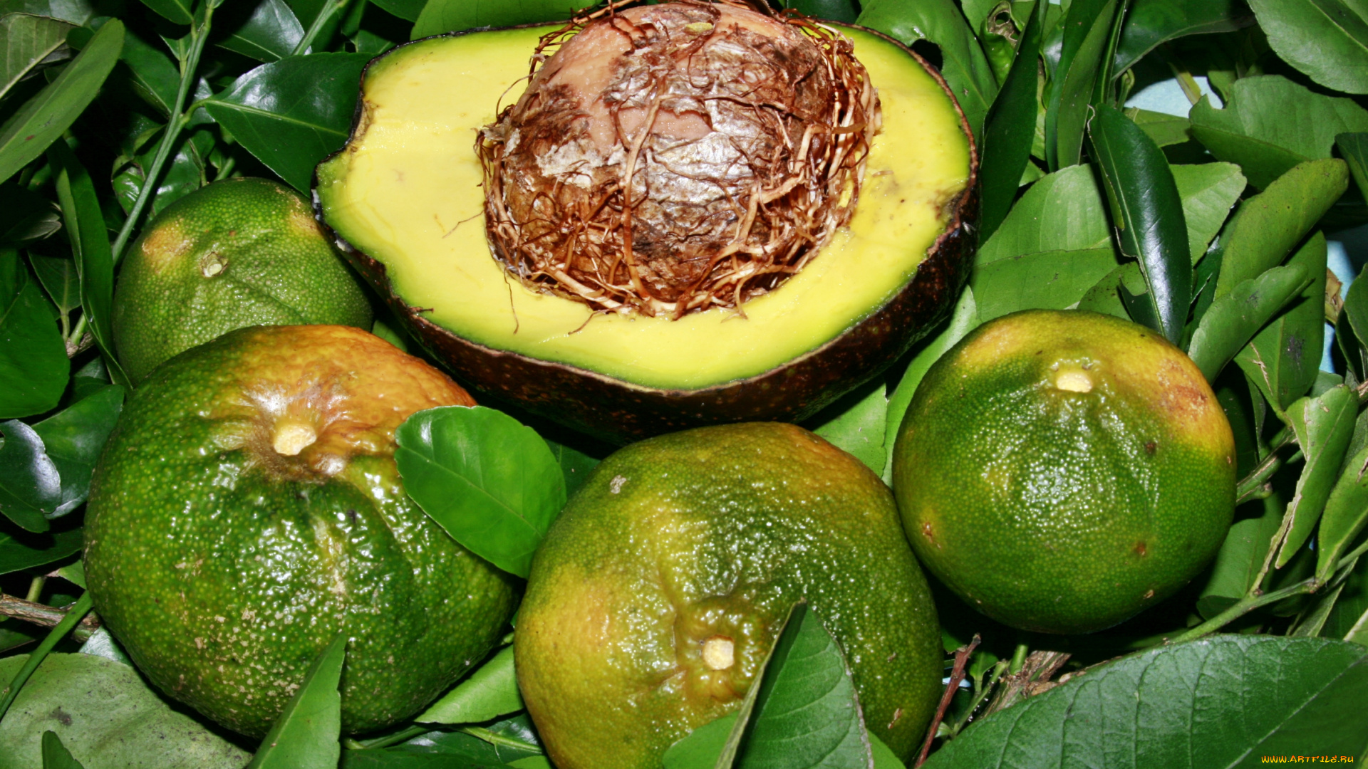 еда, фрукты, , ягоды, авокадо, мандарины