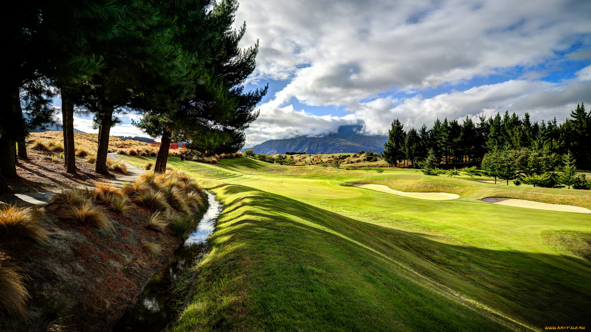 природа, деревья, новая, зеландия