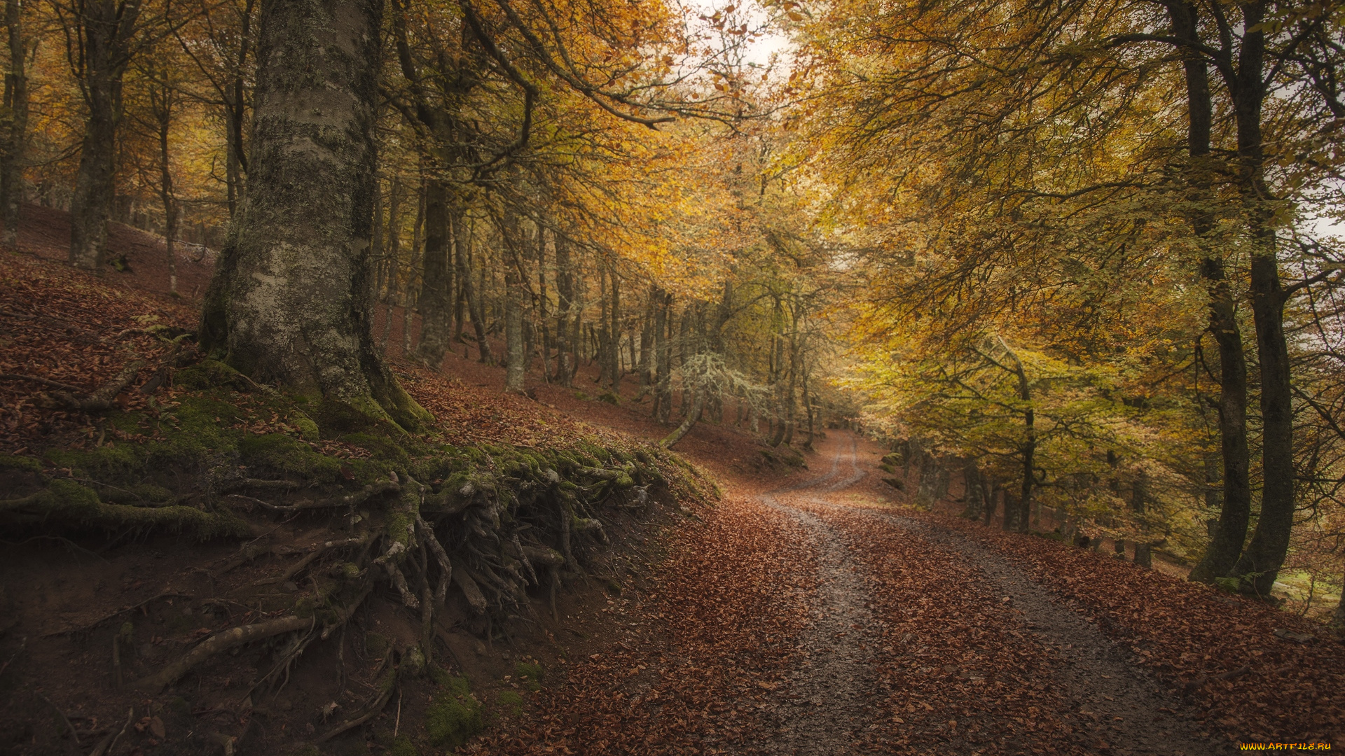 природа, дороги, осень, дорога, деревья