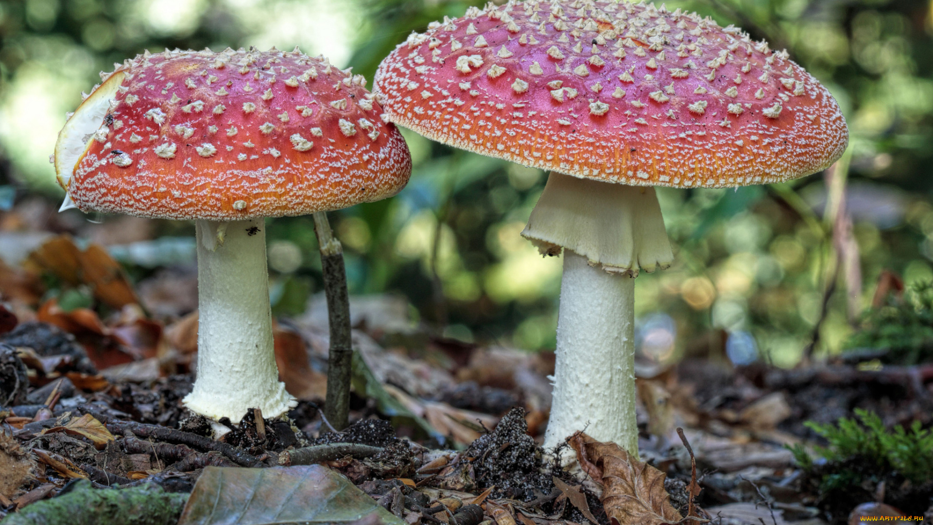 природа, грибы, , мухомор, трава, лес