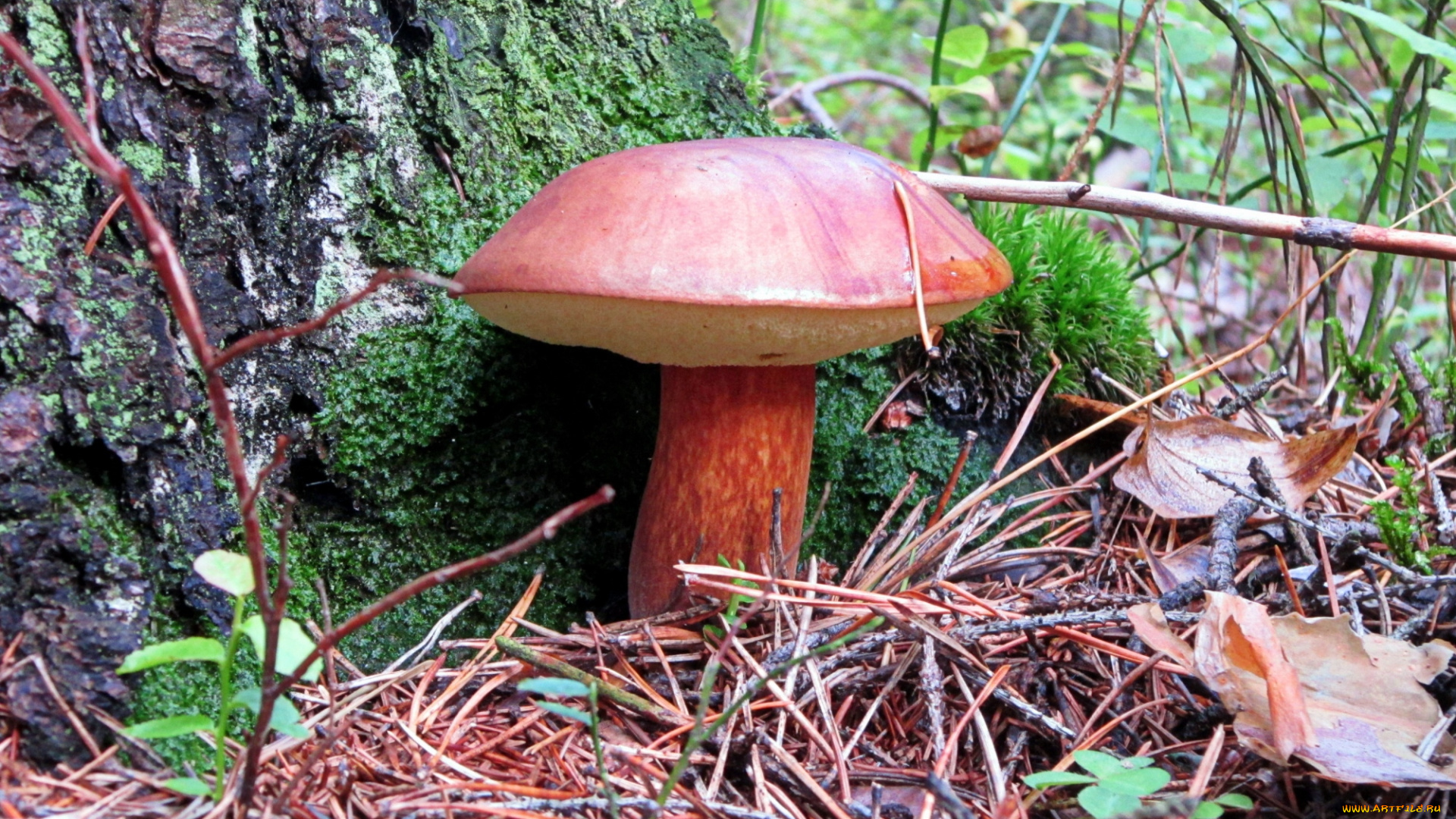 природа, грибы, подосиновик