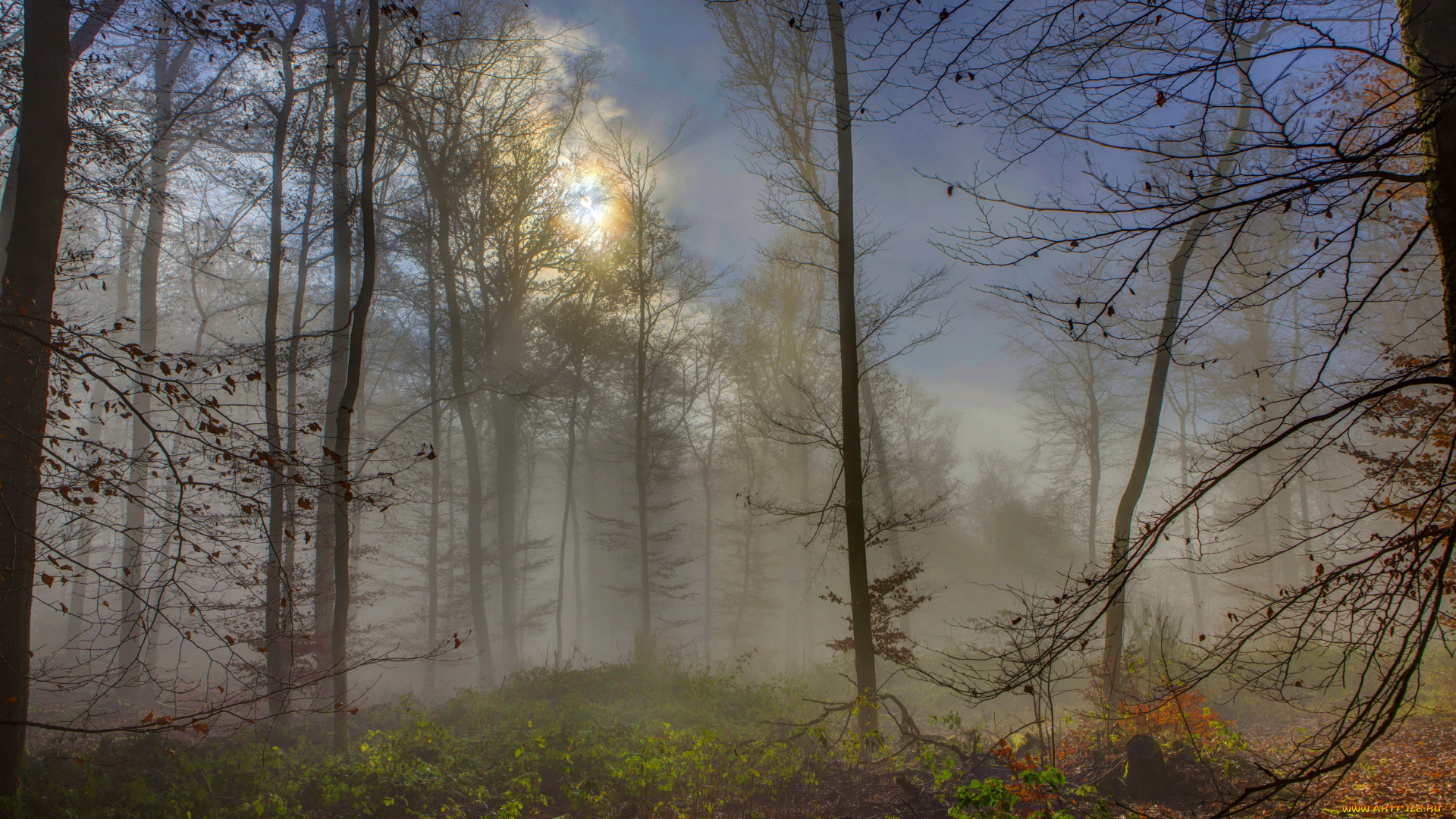 природа, лес, туман, германия