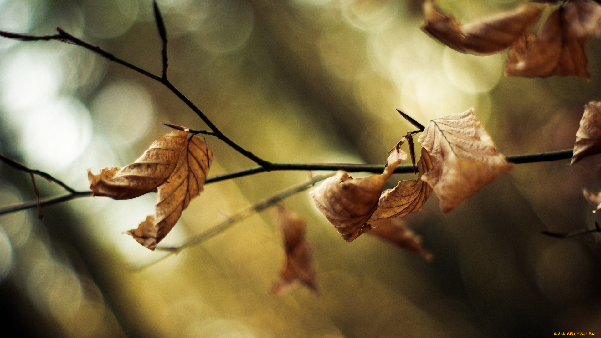 природа, листья, осень