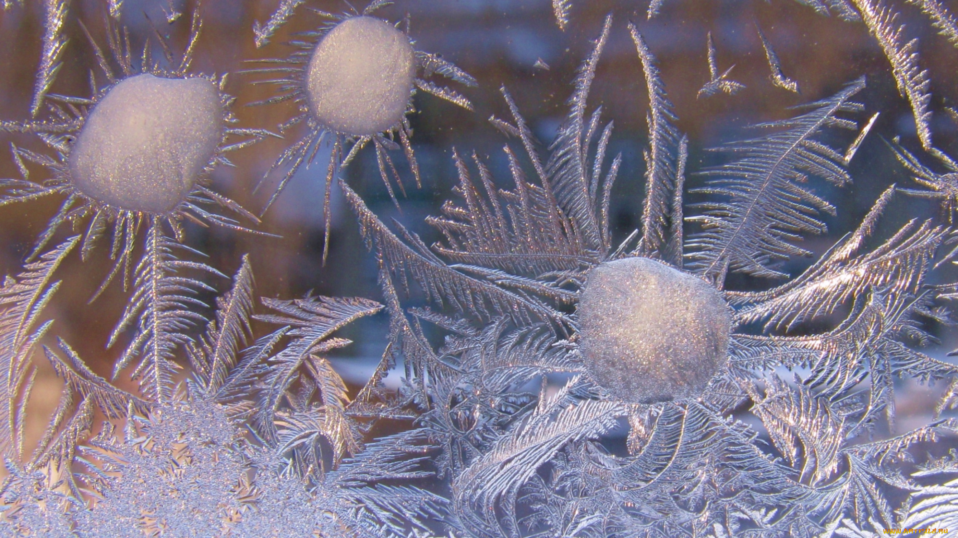 природа, макро, узор, мороз