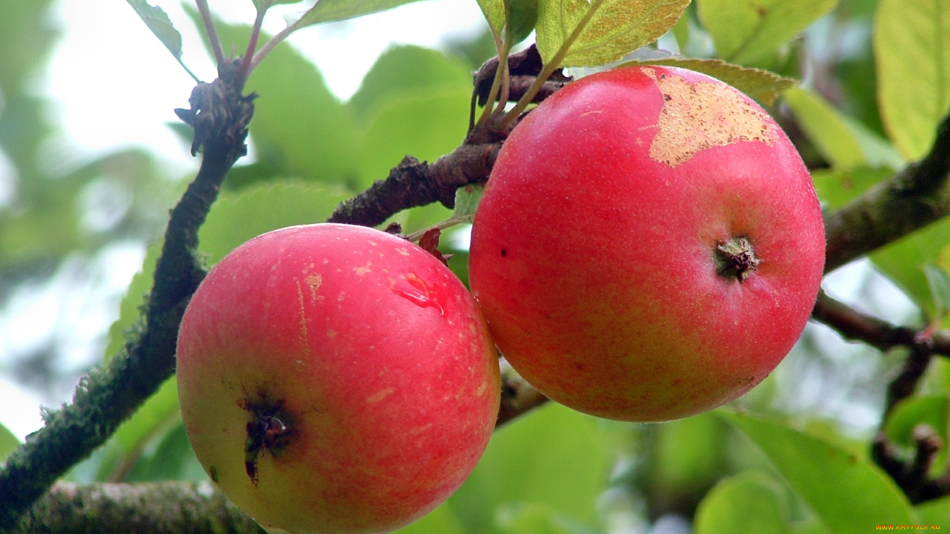 природа, плоды, яблоки, ветка, дерево