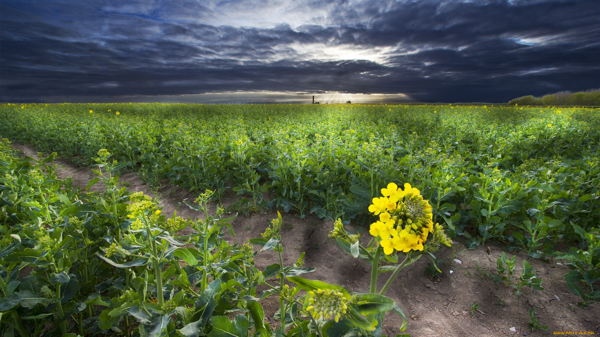 природа, поля, поле, растения, борозда, горизонт, тучи, сумрак