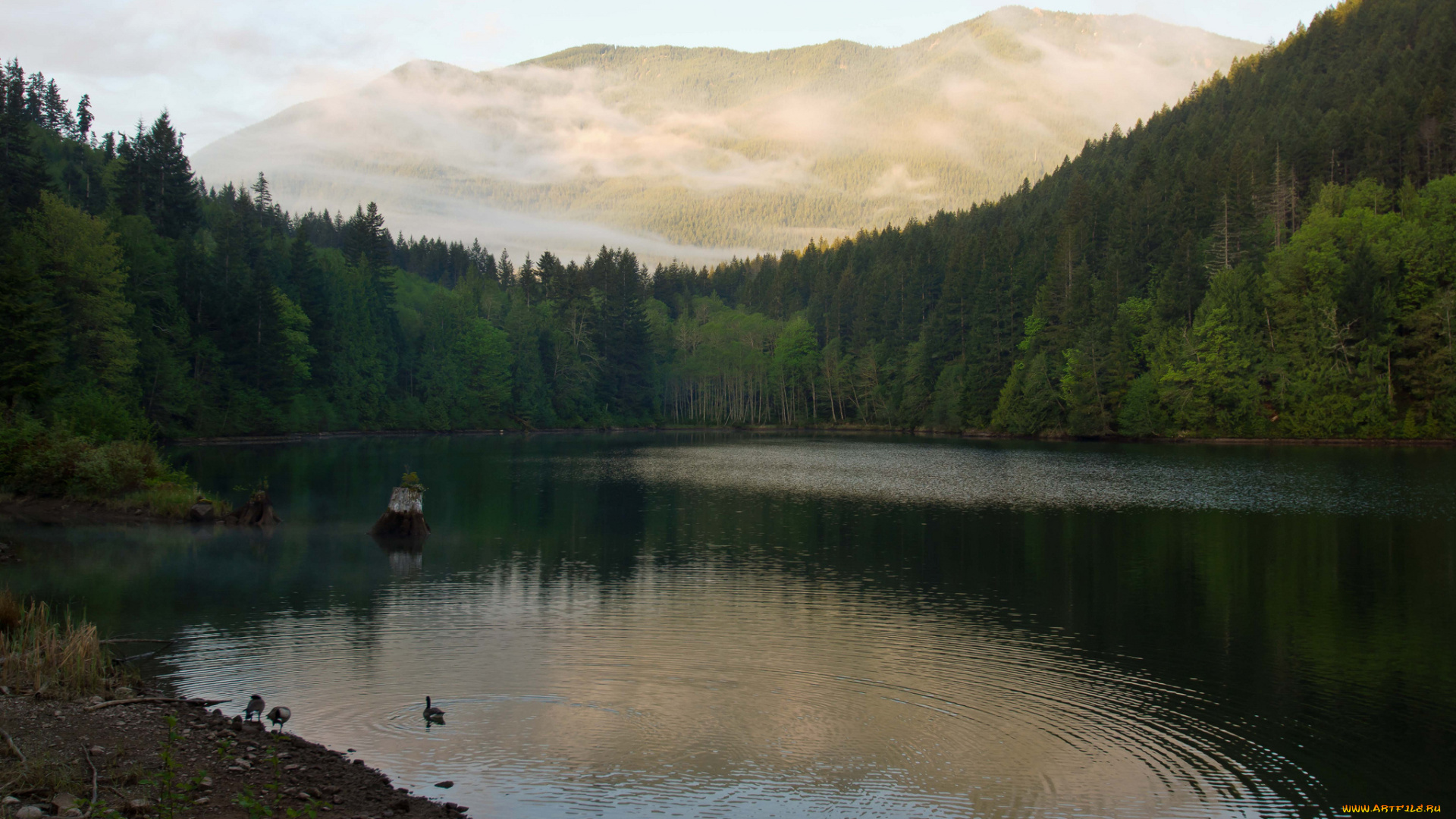 природа, реки, озера, лес, гора, утро, утки, озеро