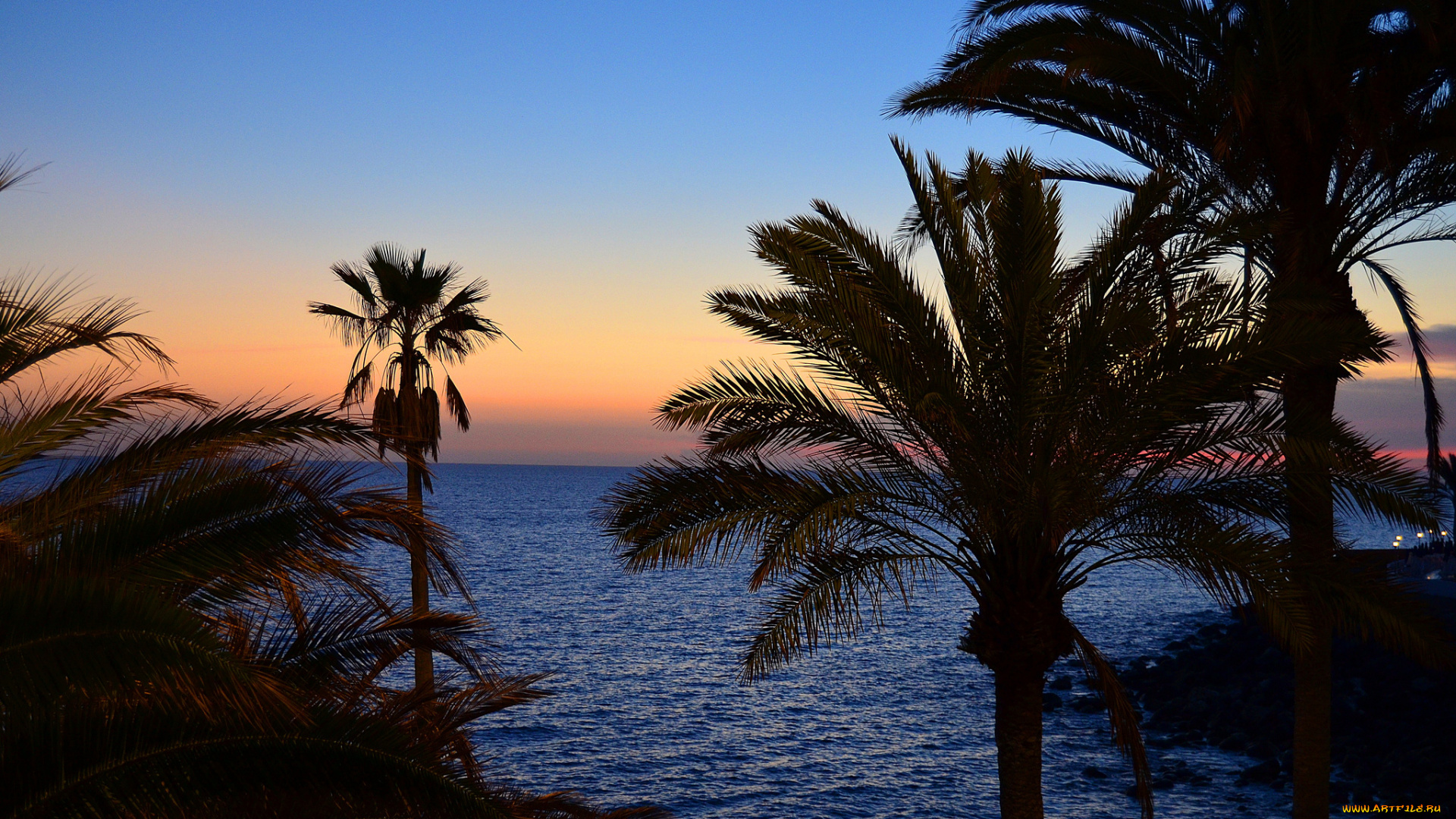 природа, тропики, заря, пальмы, горизонт, сумерки, океан