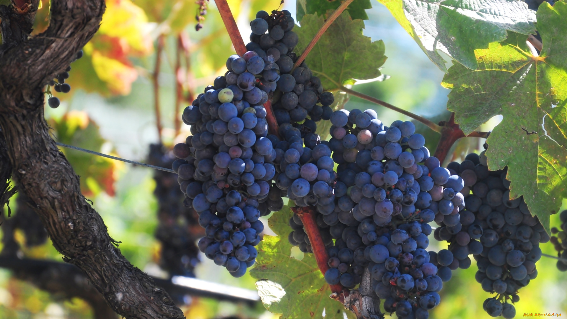природа, Ягоды, , виноград, гроздья