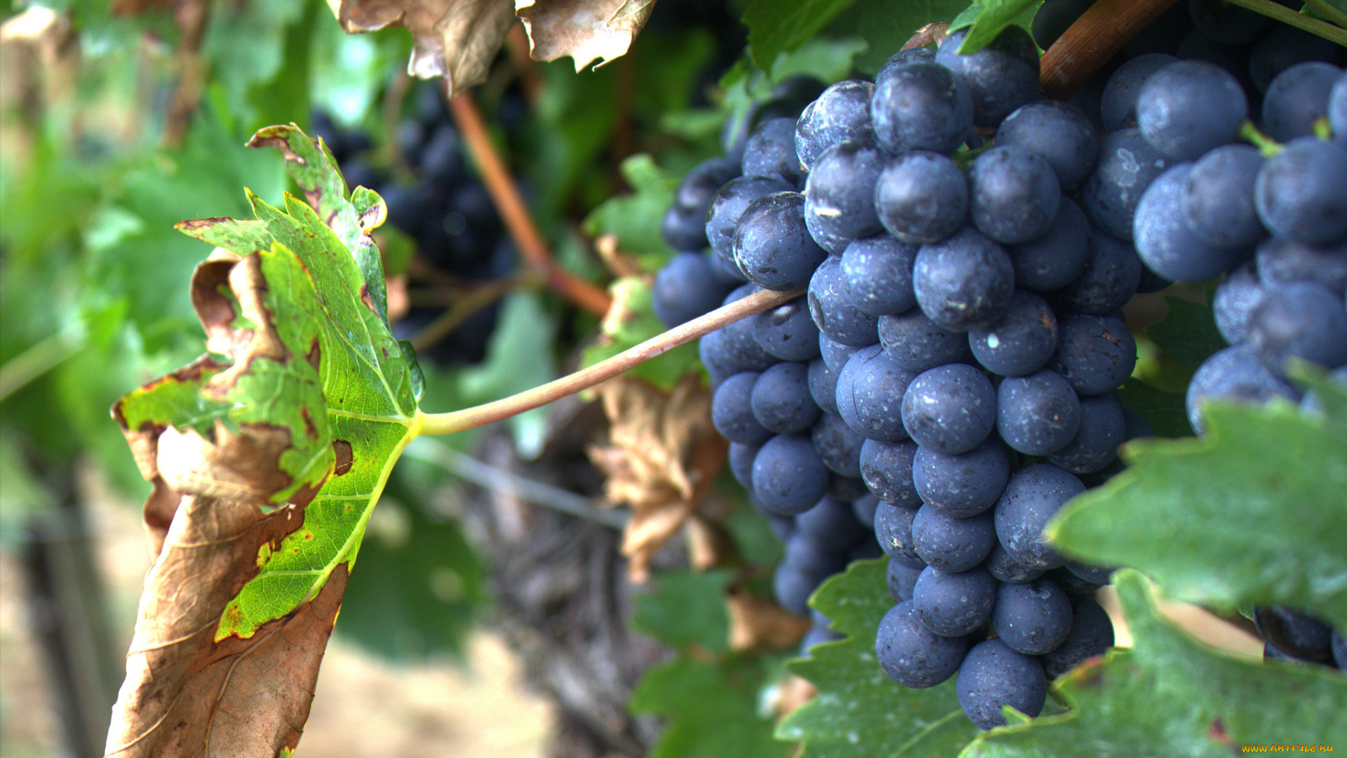 природа, Ягоды, , виноград, ягоды, кисть, лоза