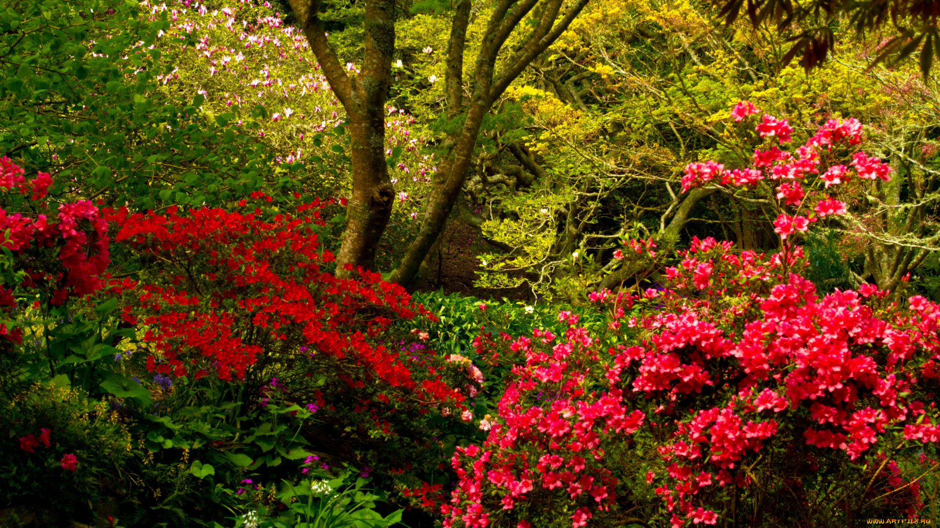 wellington, botanical, garden, , новая, зеландия, природа, парк, wellington, botanical, garden, новая, зеландия, кусты, родендромы, деревья