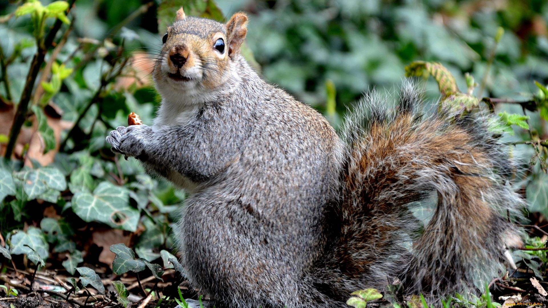 животные, белки, белка