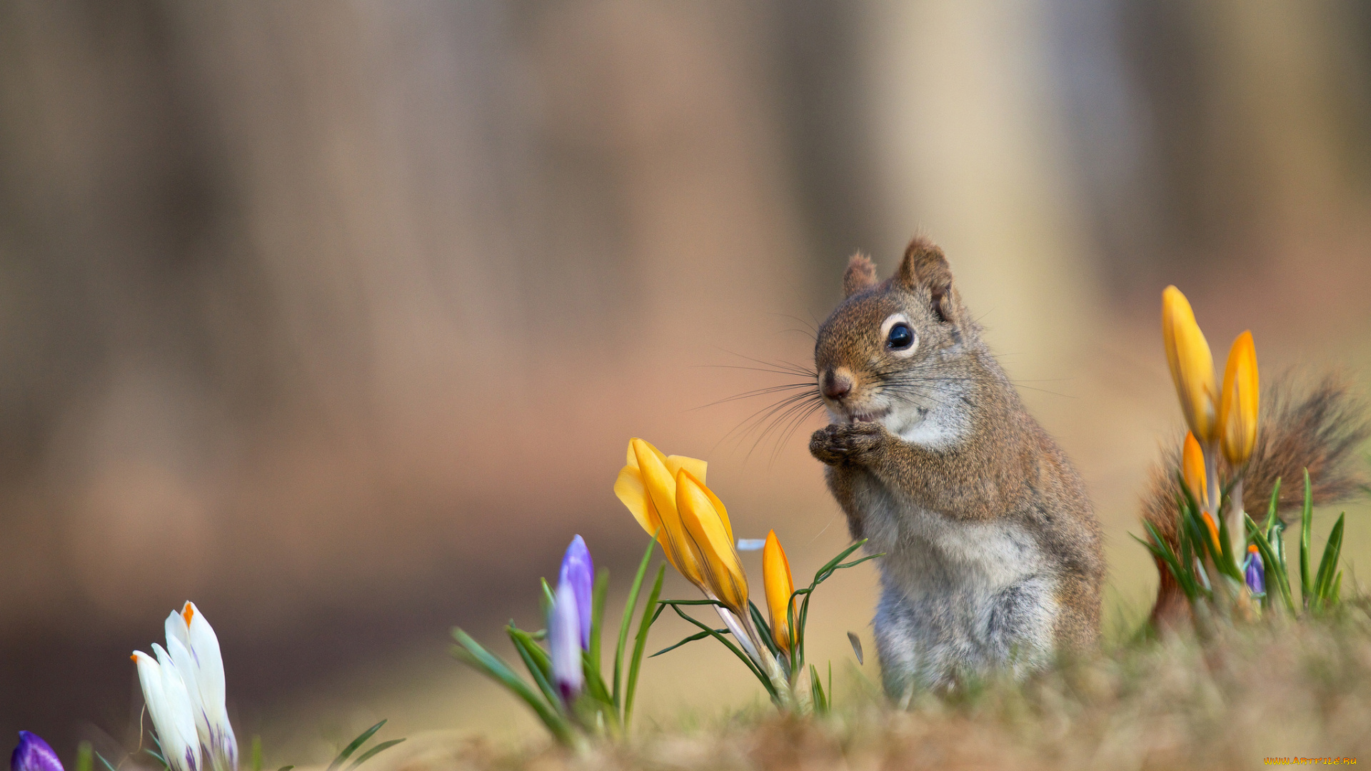 животные, белки, желтые, крокусы, весна, рыжая, белка, сиреневые, белые