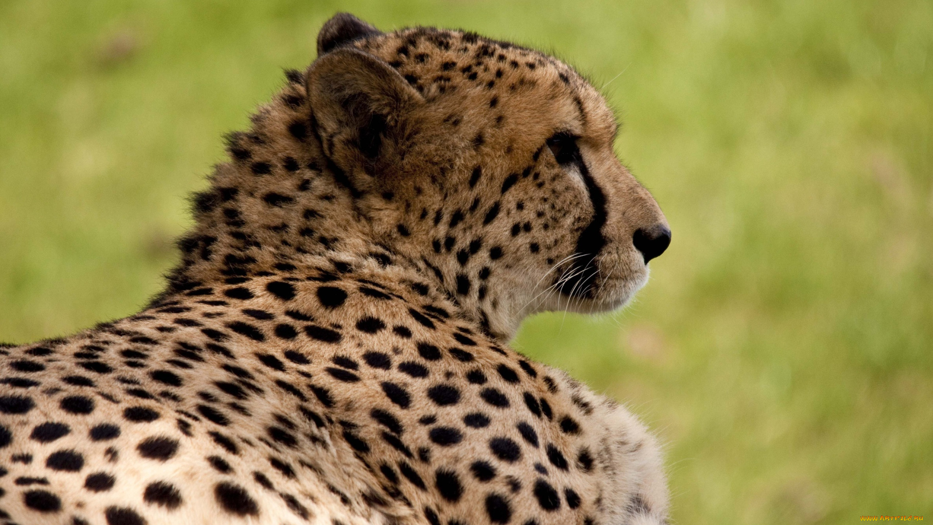 животные, гепарды, гепард, отдых, профиль