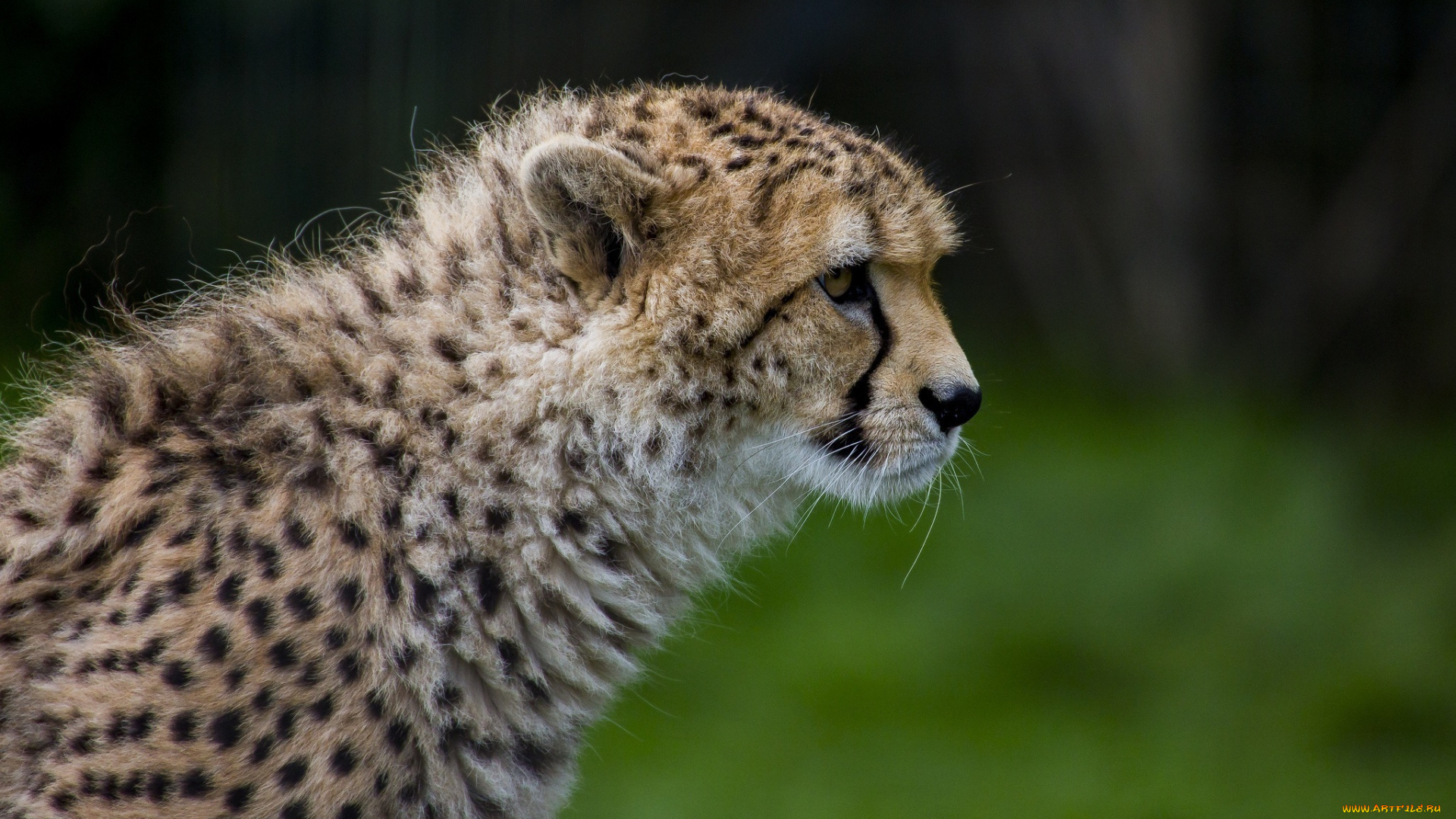 животные, гепарды, профиль, морда, гепард