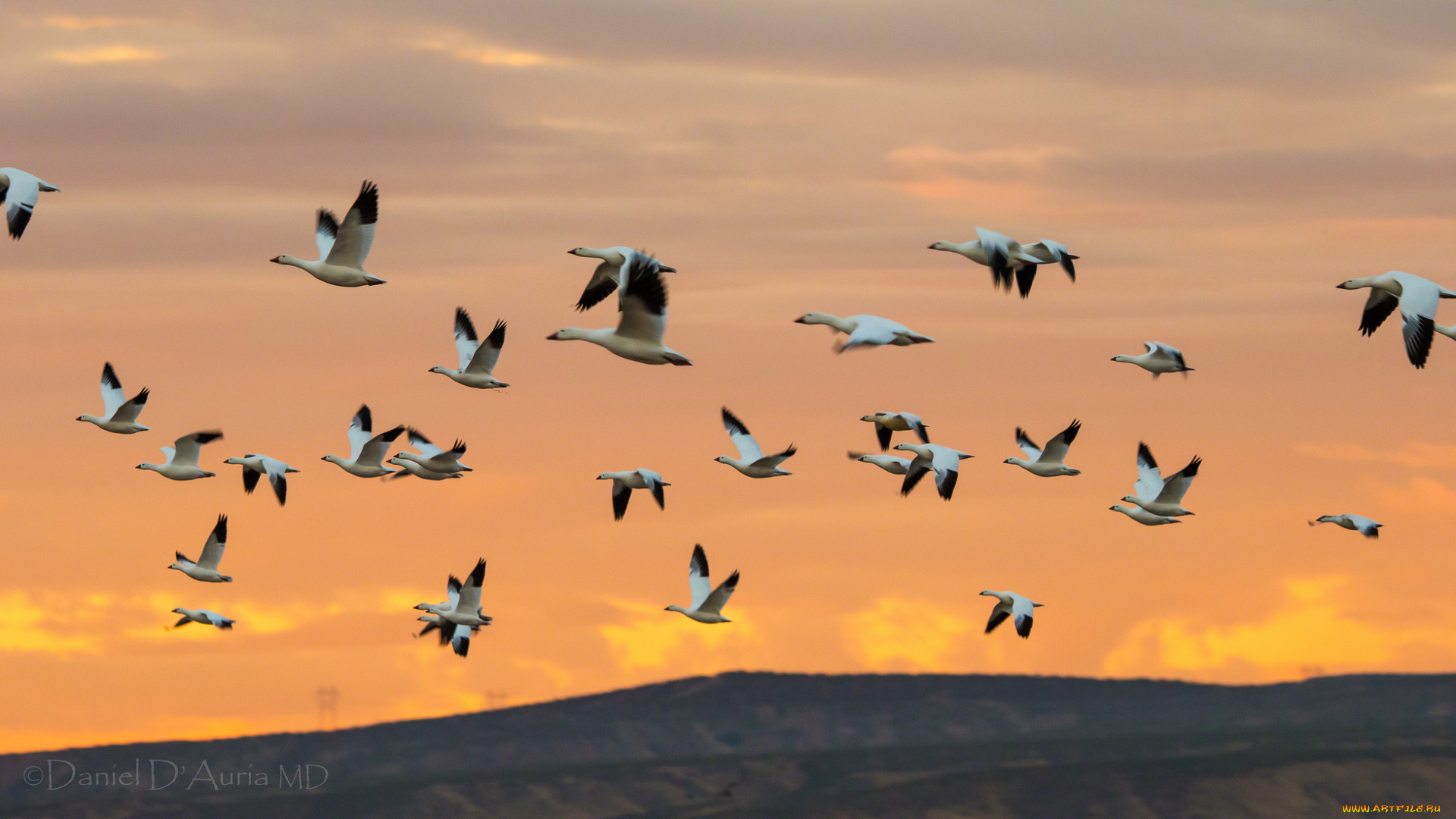 животные, гуси, полет, стая