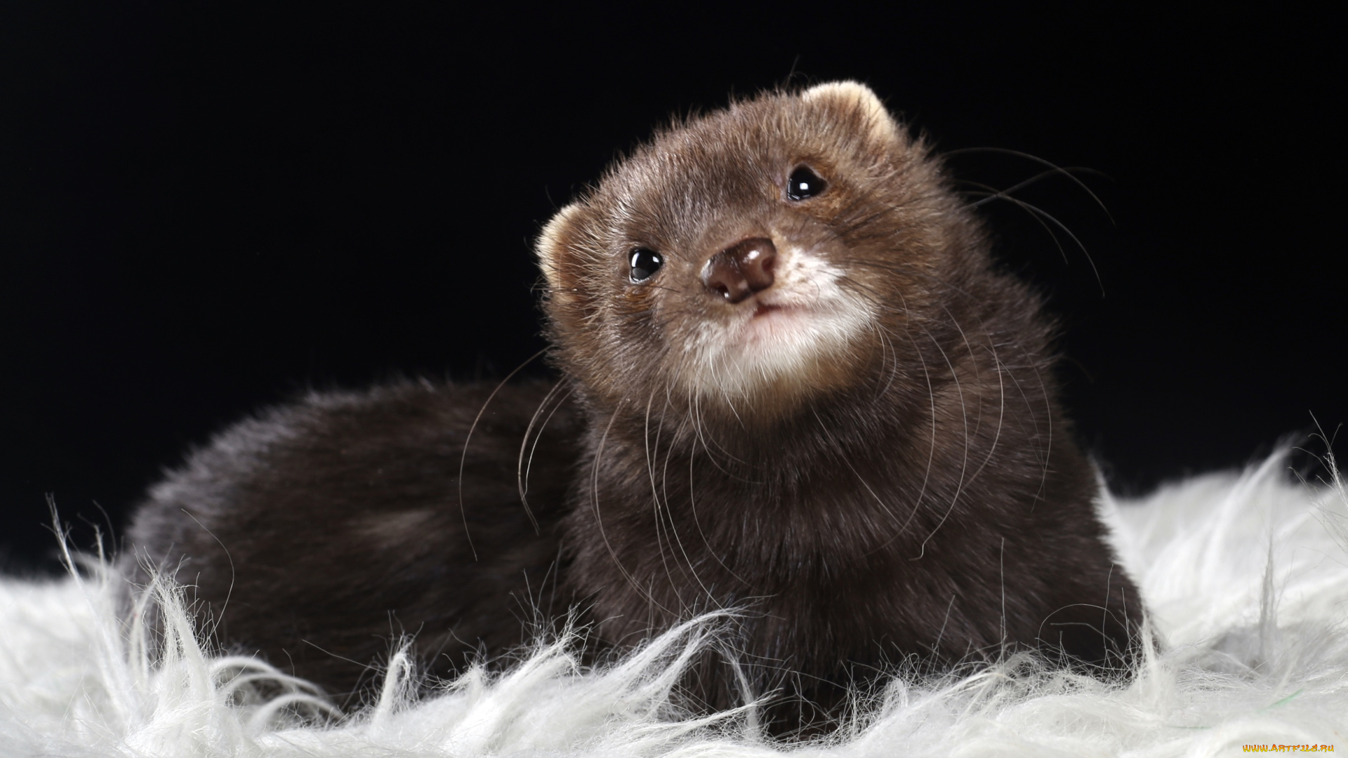 животные, хорьки, , ласки, , соболи, , горностаи, , куницы, зверек