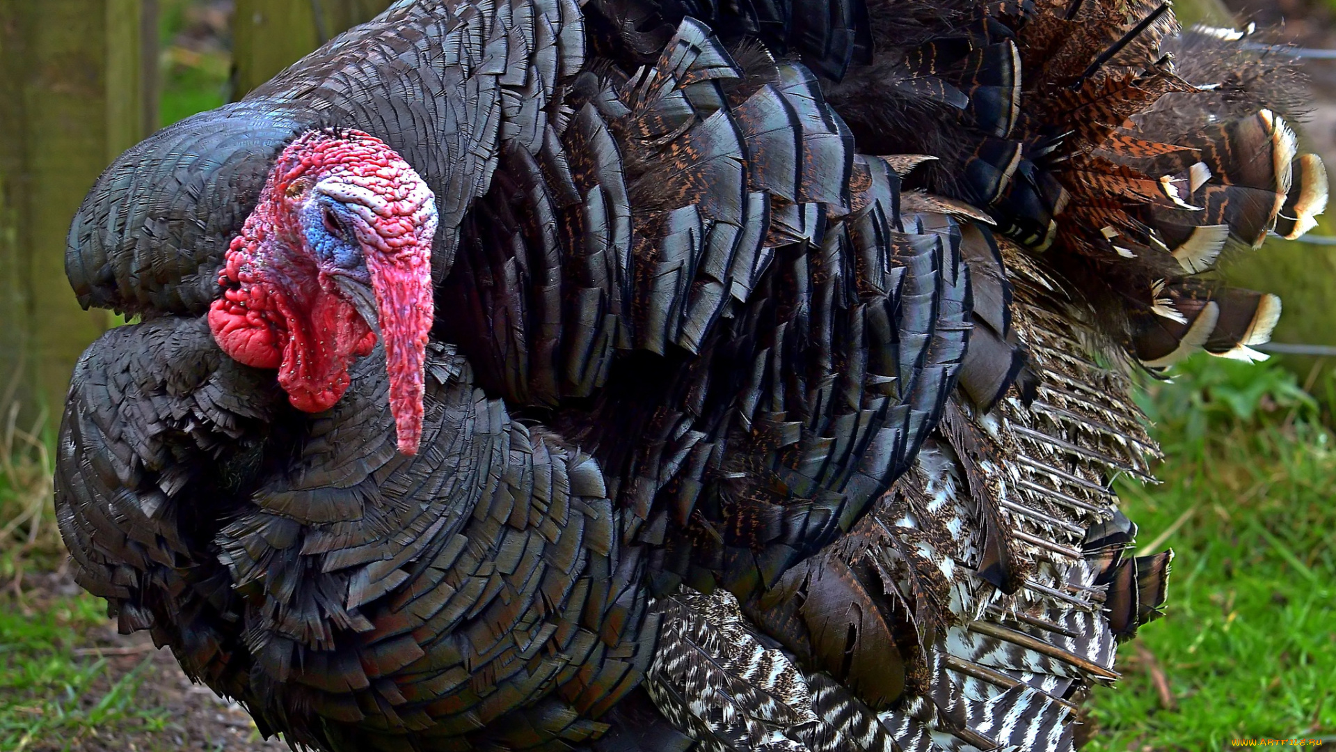 животные, индюки, оперение, хвост, индюк