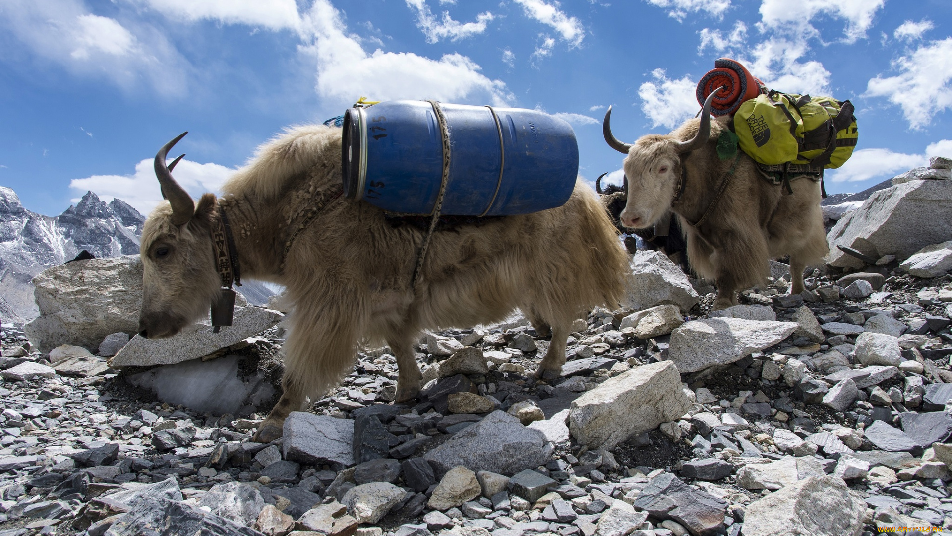 животные, коровы, , буйволы, поклажа, камни, яки, горы