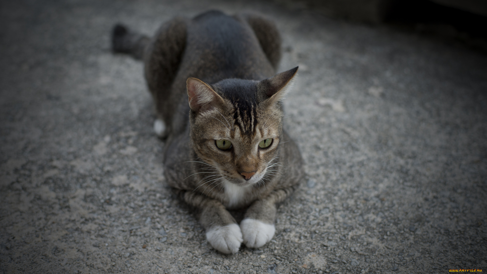 животные, коты, лежит, серый, кот, лапки