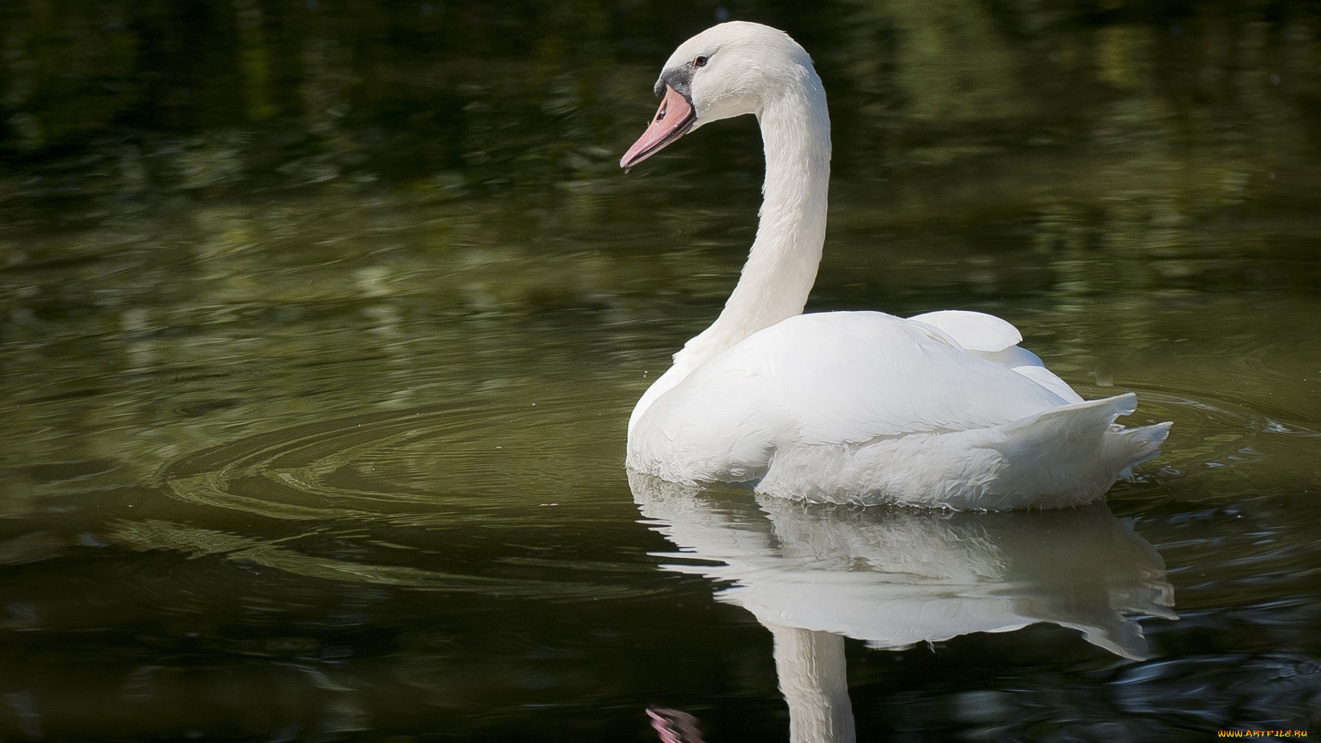 животные, лебеди, грация, вода, белый, лебедь