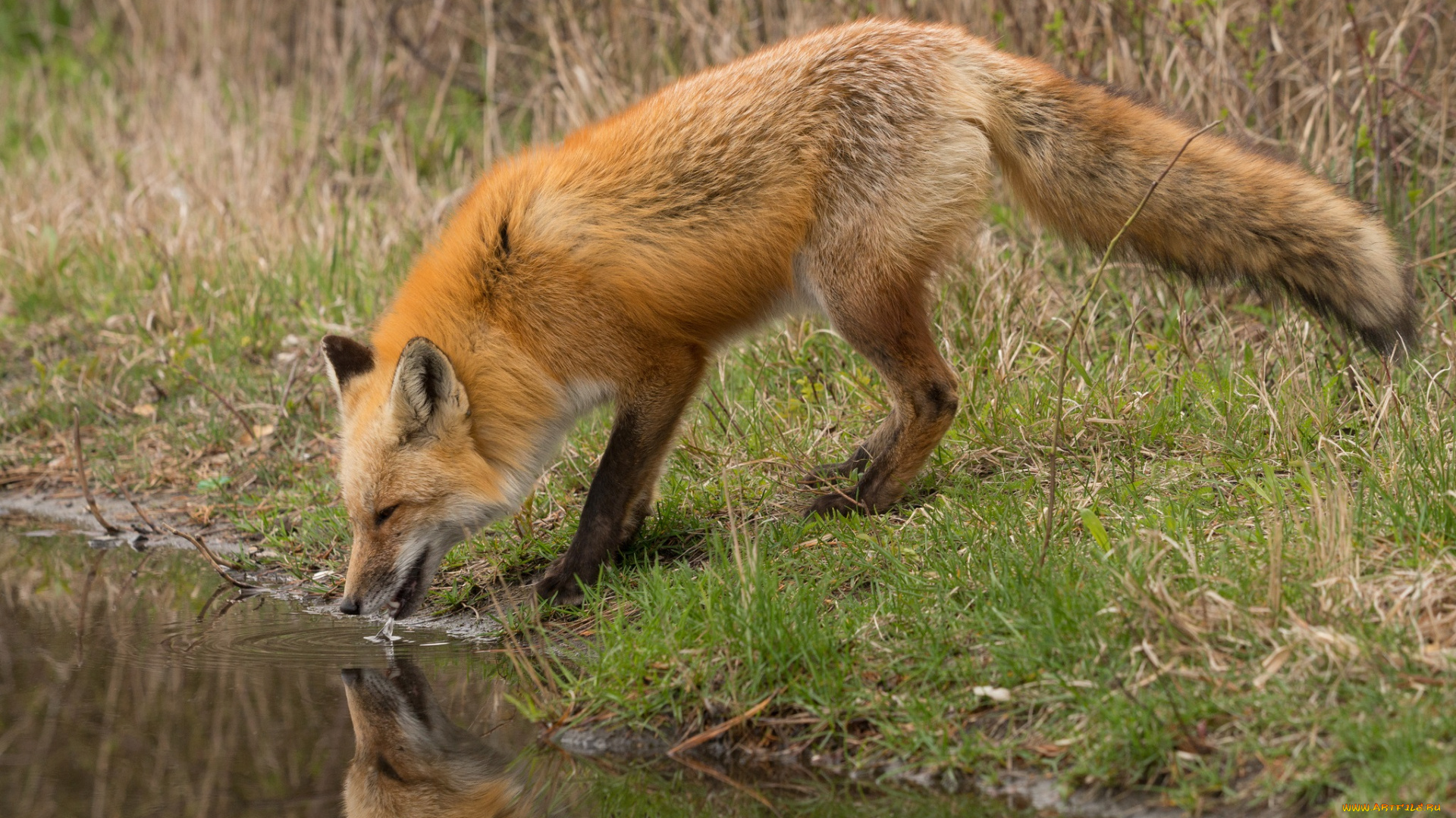 животные, лисы, водопой, лиса, речка