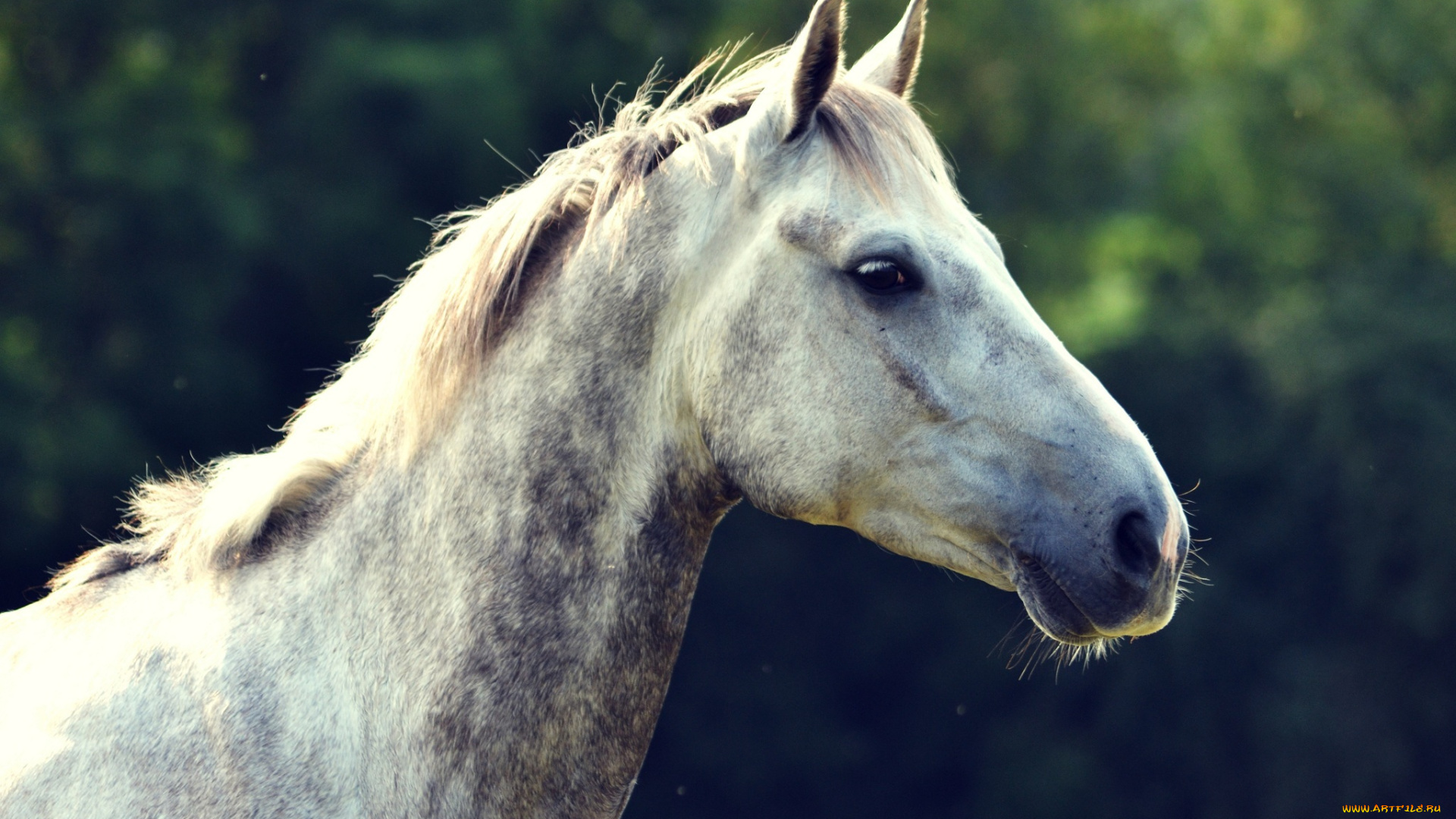 животные, лошади, профиль, конь