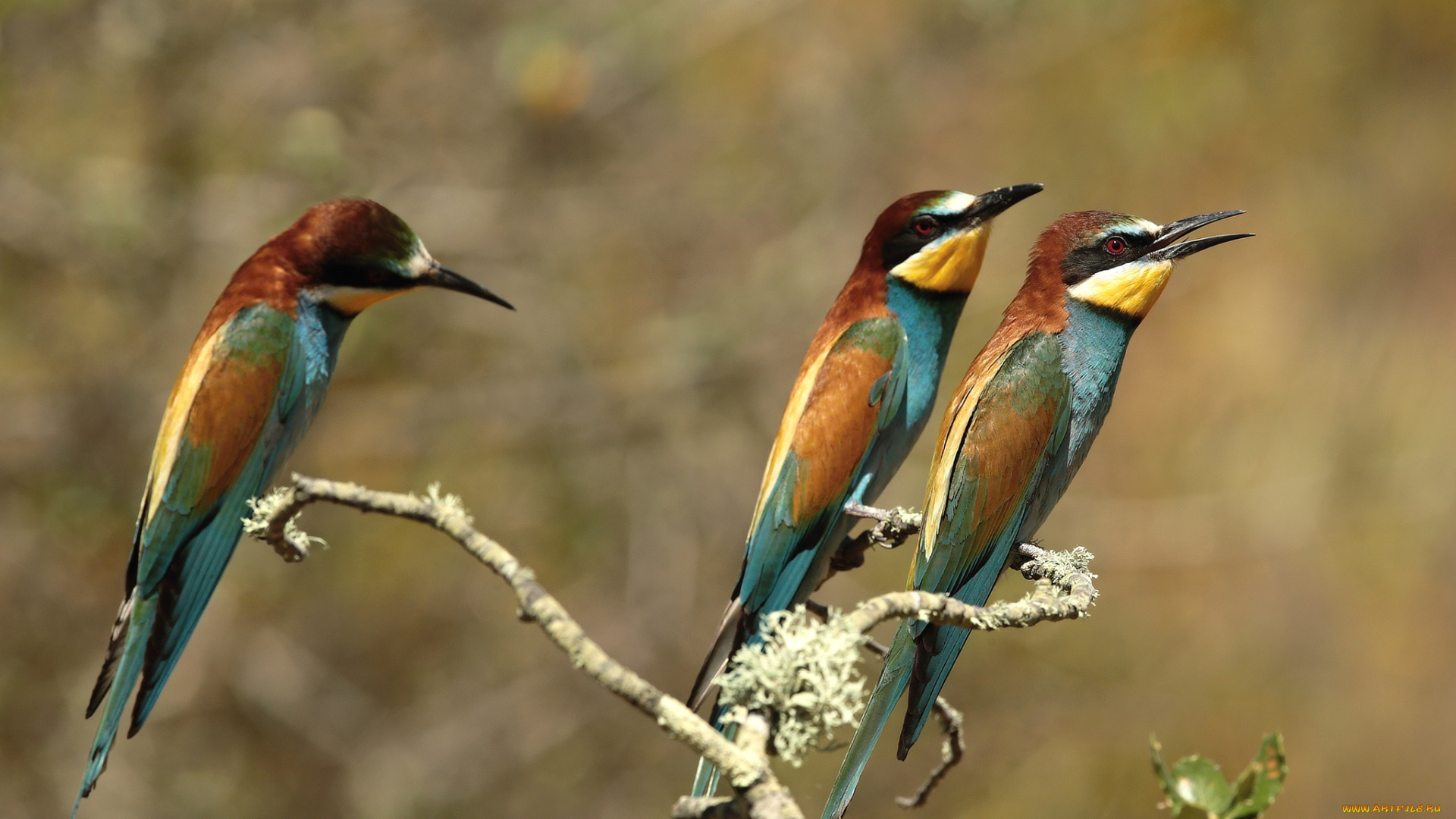 животные, щурки, , пчелоеды