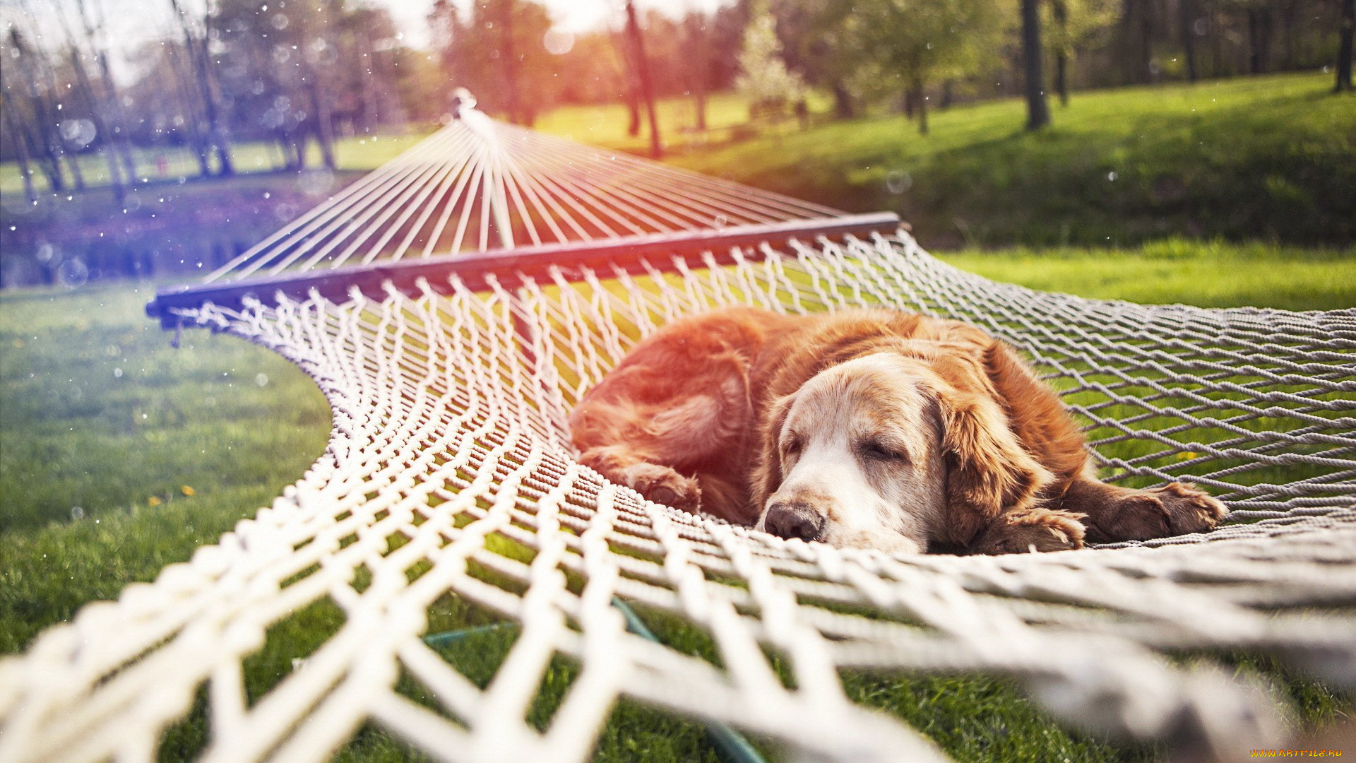 животные, собаки, гамак