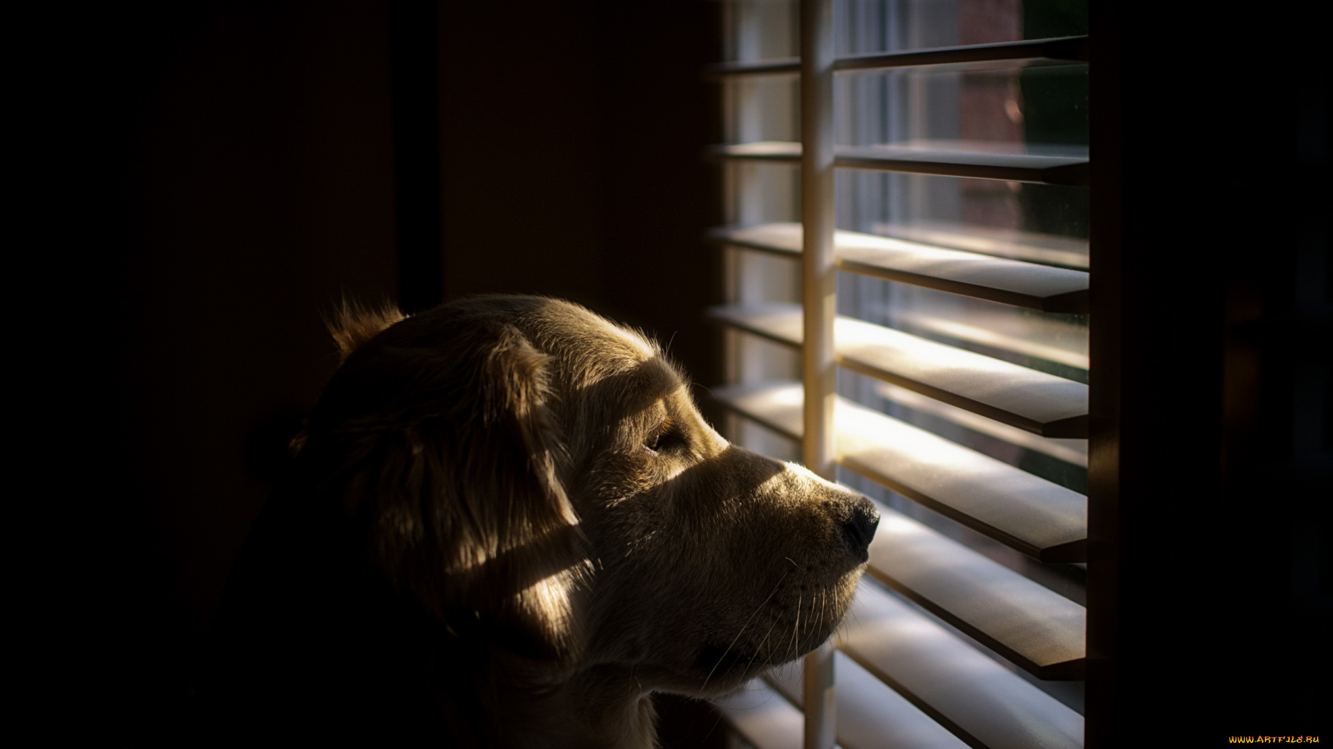 животные, собаки, окно, взгляд