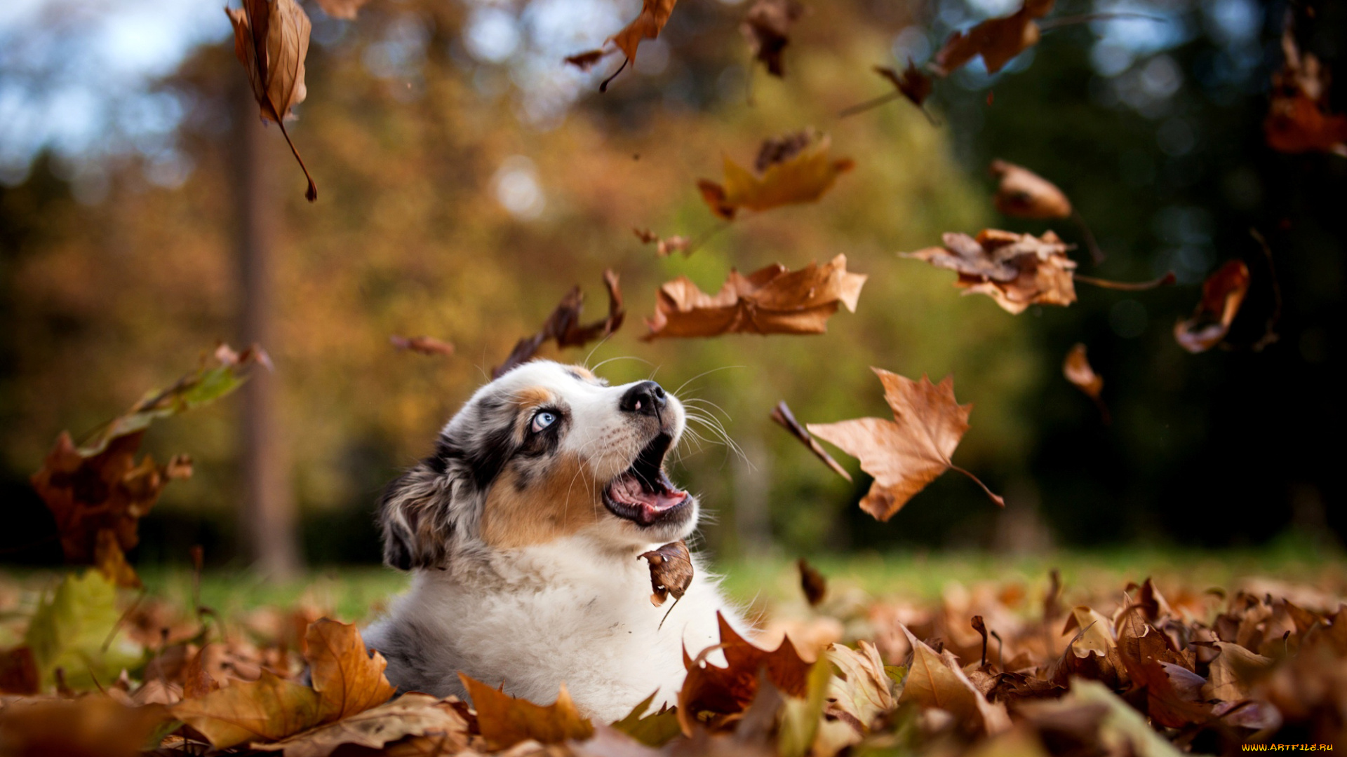 животные, собаки, природа, парк, осень, листья, щенок