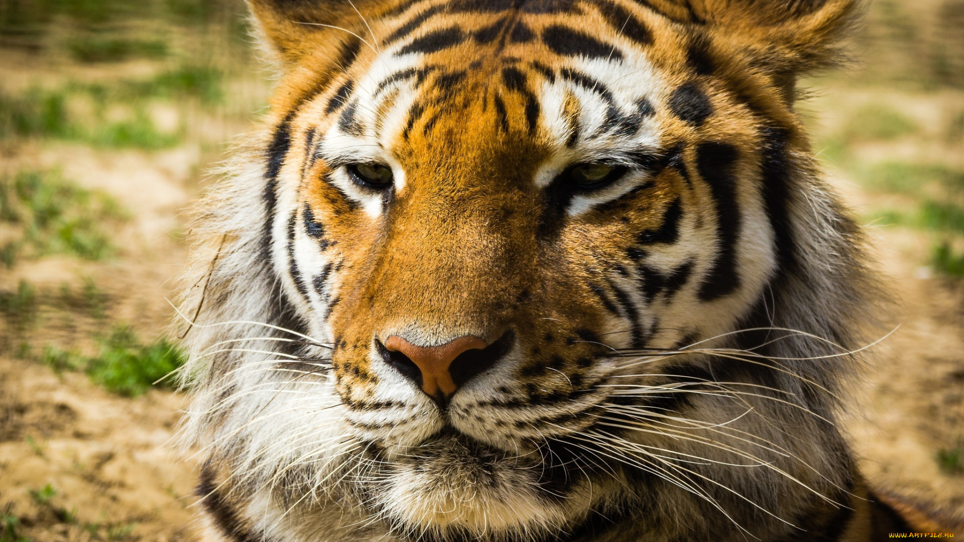 животные, тигры, портрет, морда, тигр