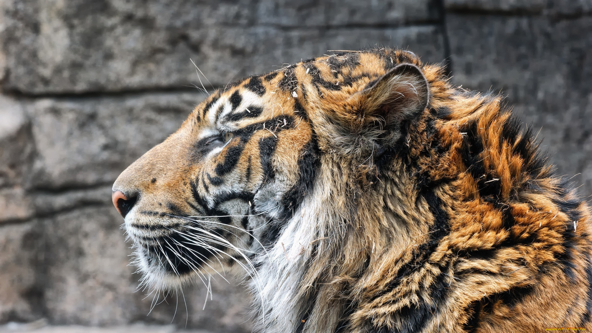 животные, тигры, профиль, морда, тигр