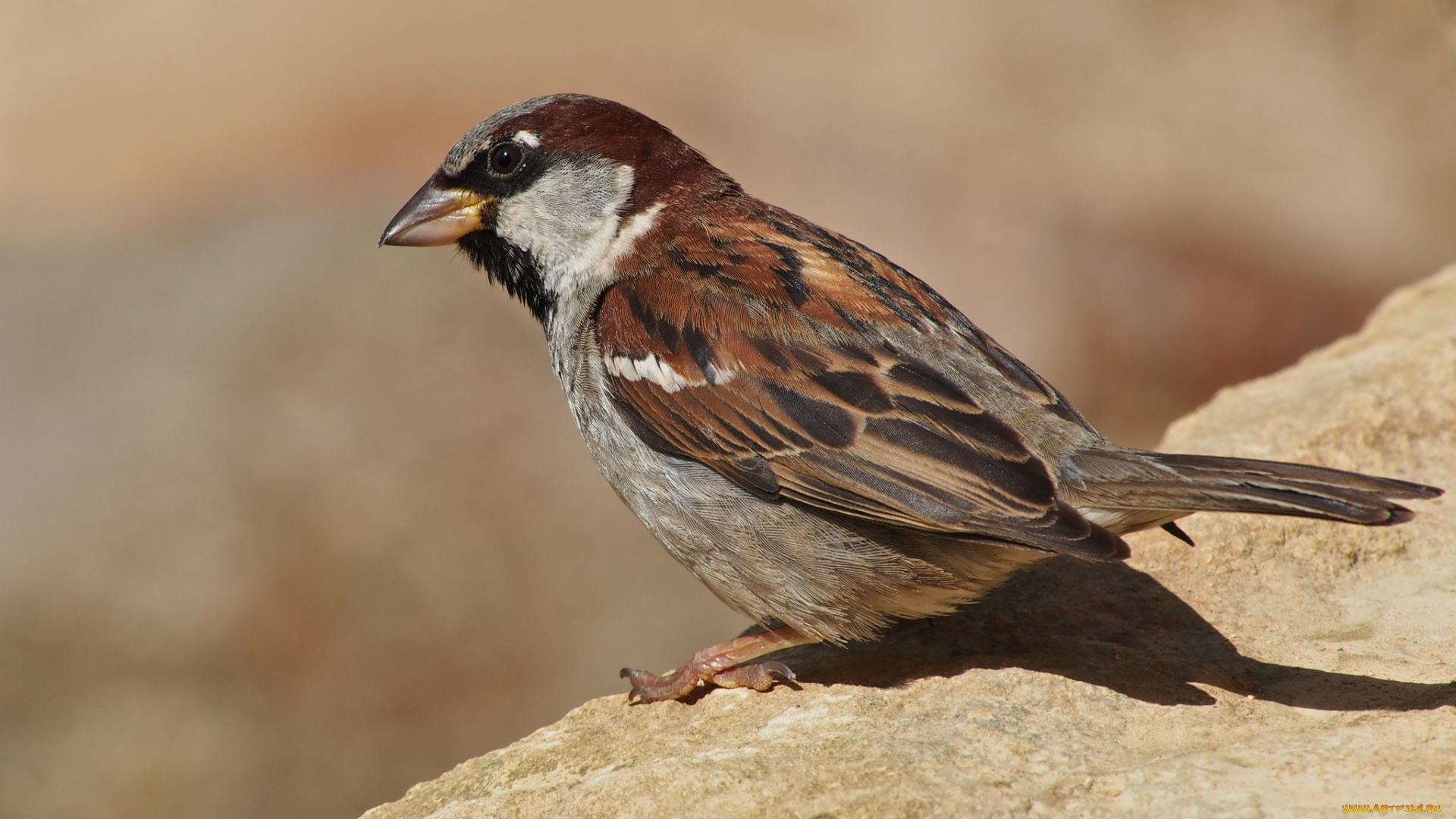животные, воробьи, воробей