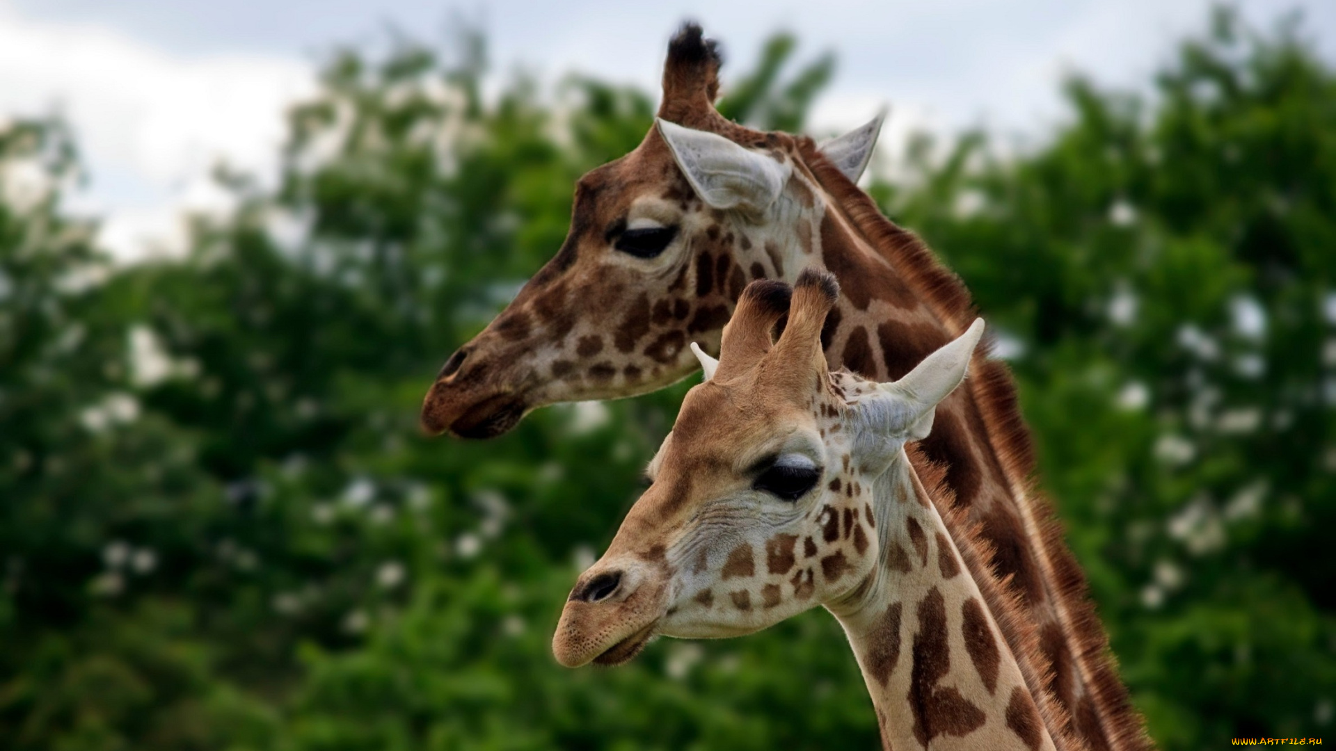 животные, жирафы, пара