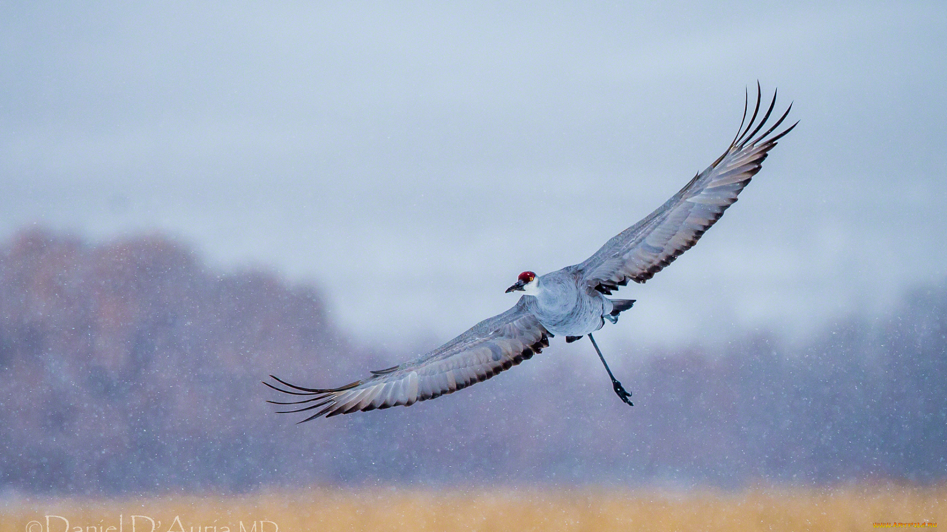 животные, журавли, полет