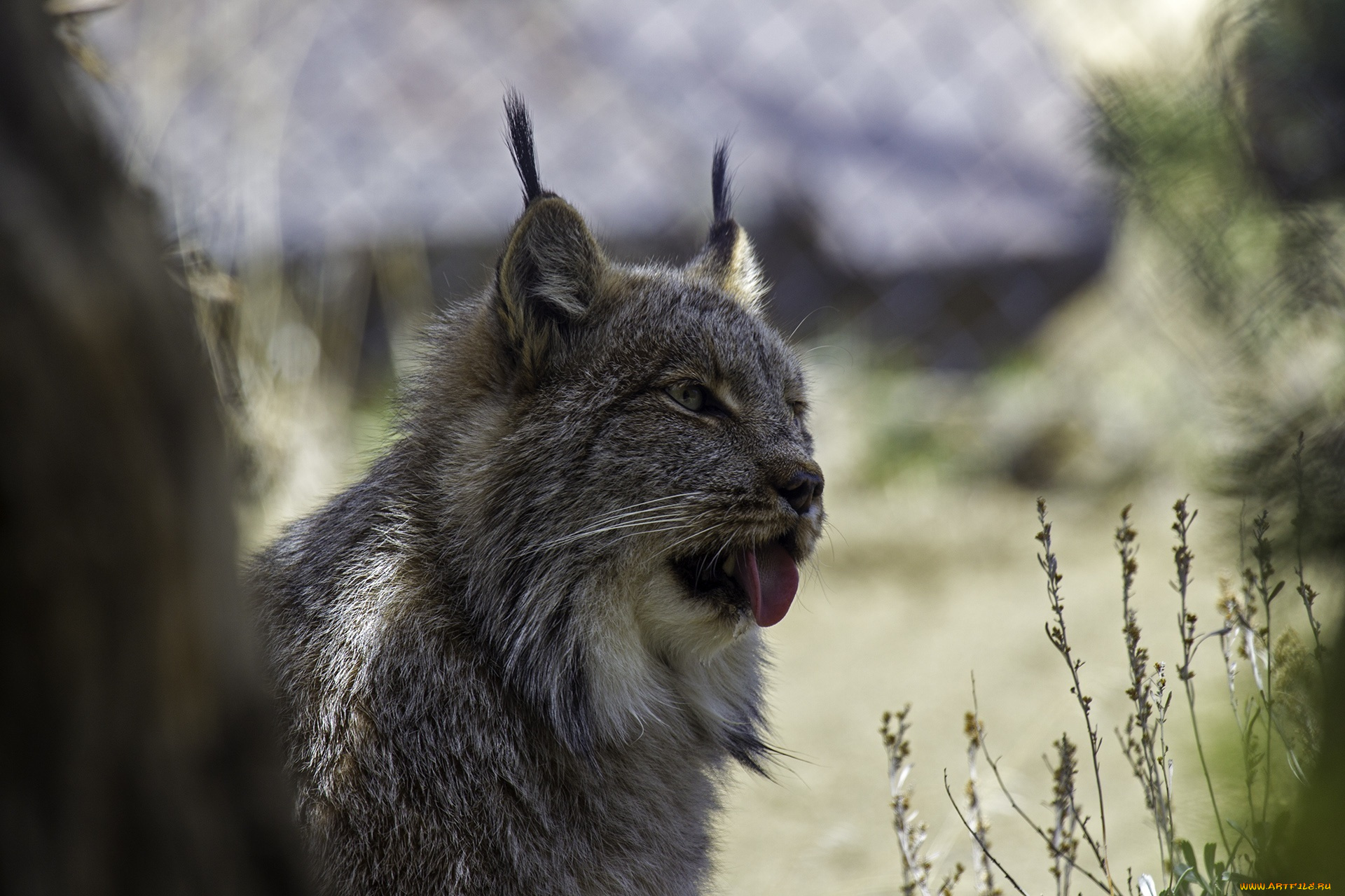животные, рыси, морда, рысь