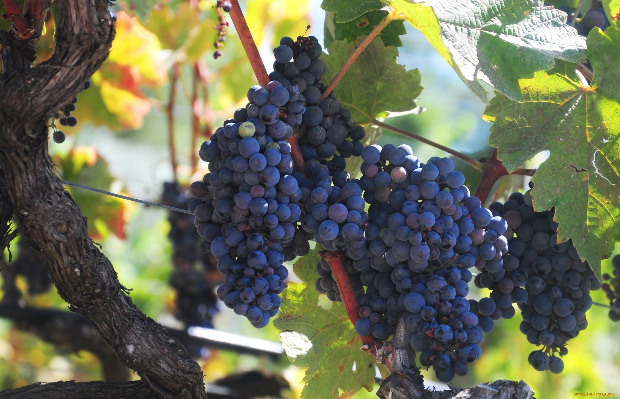 природа, Ягоды, , виноград, гроздья