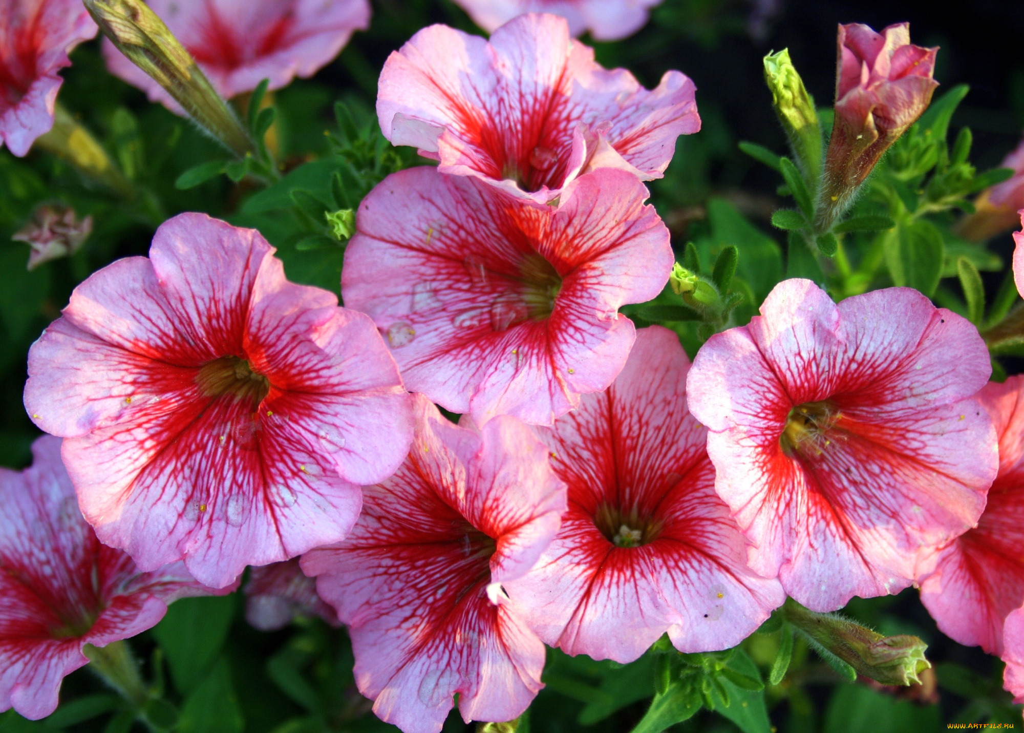 цветы, петунии, , калибрахоа, розовый