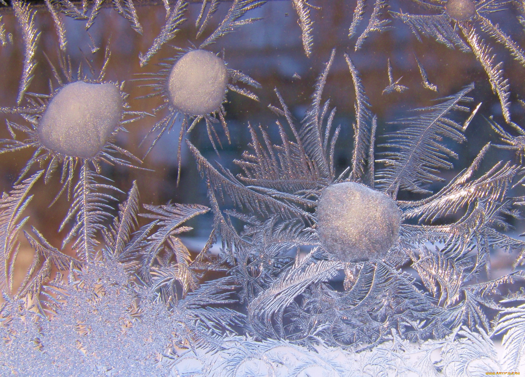 природа, макро, узор, мороз