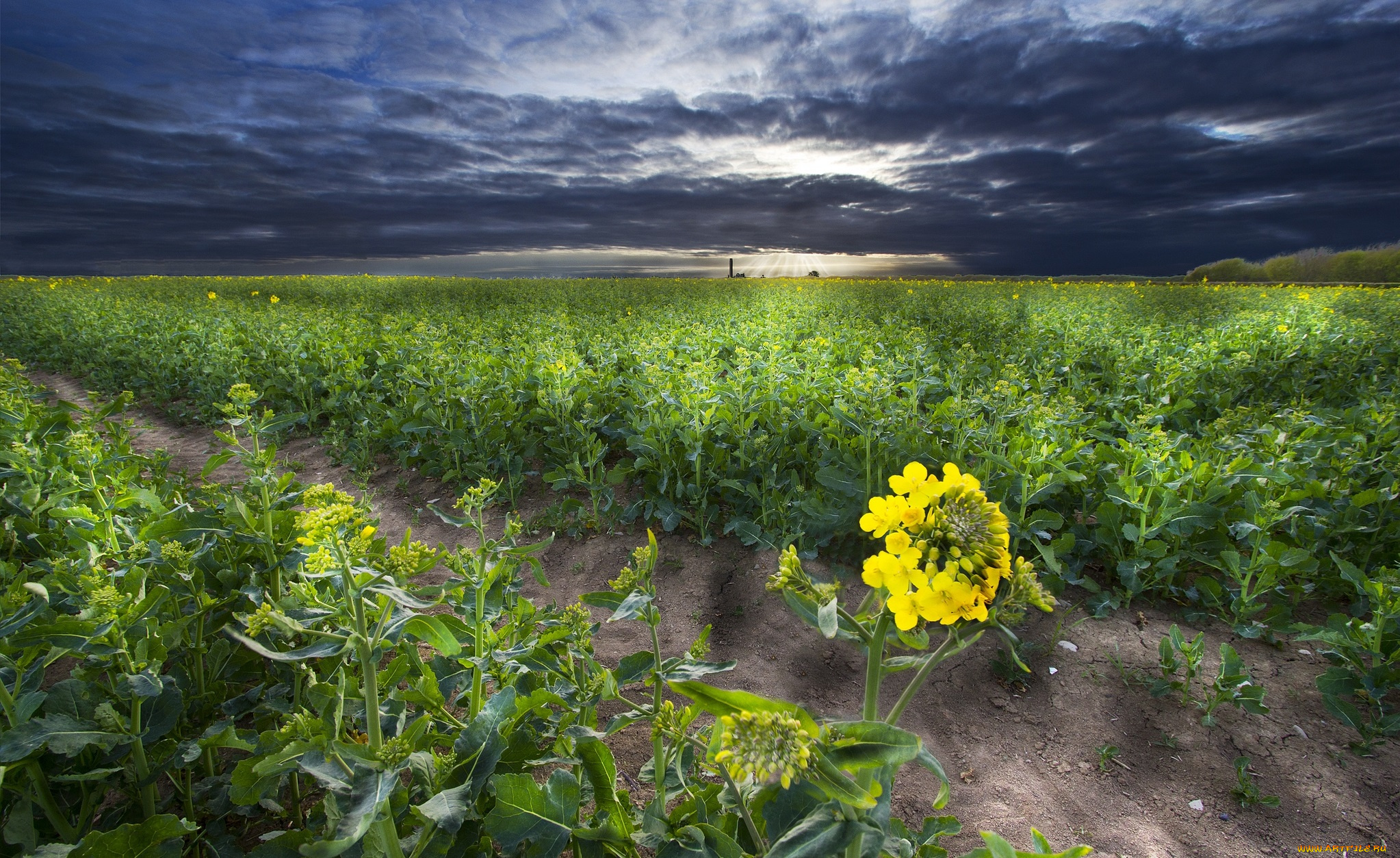 природа, поля, поле, растения, борозда, горизонт, тучи, сумрак
