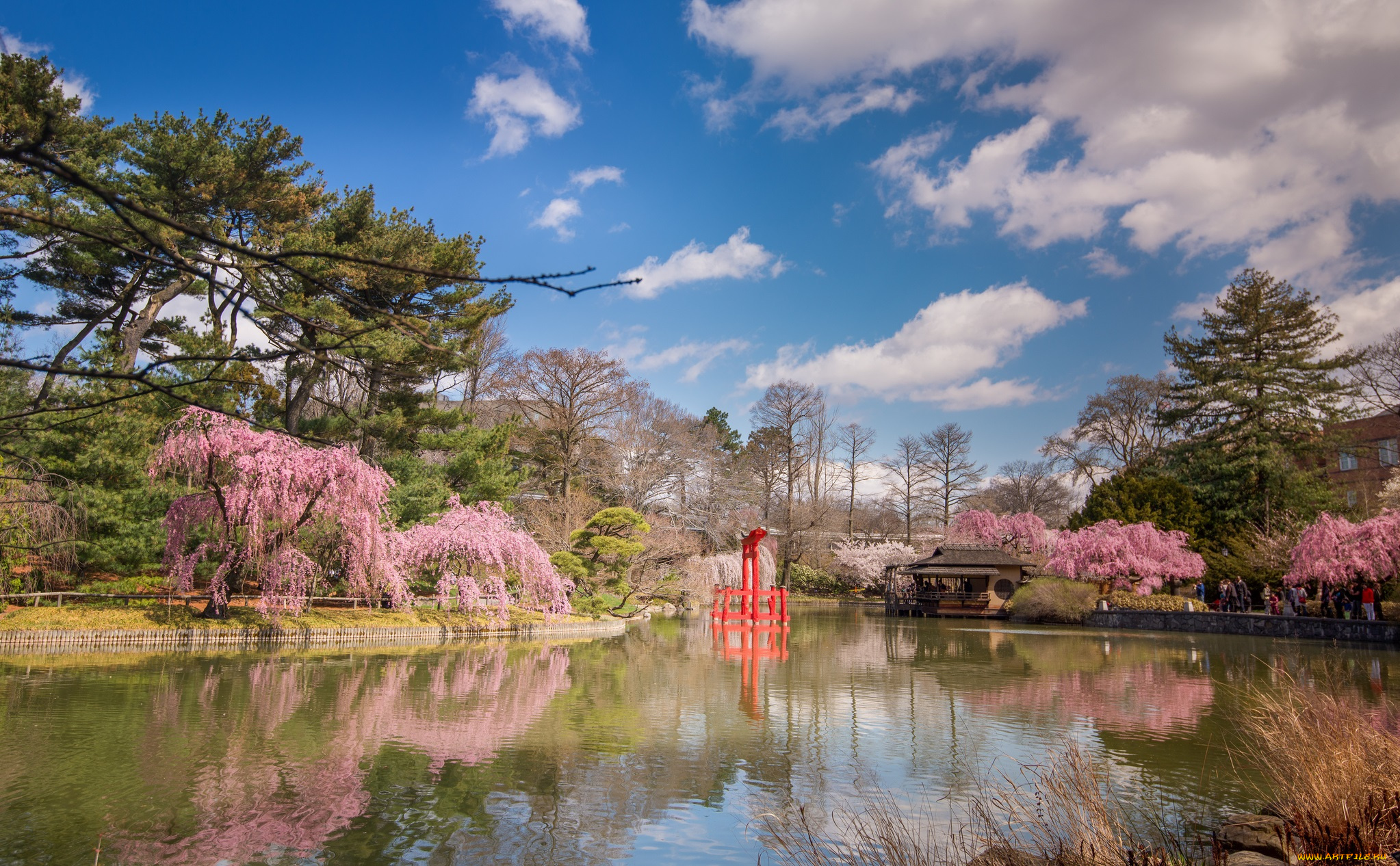 природа, парк, беседка, пруд, деревья