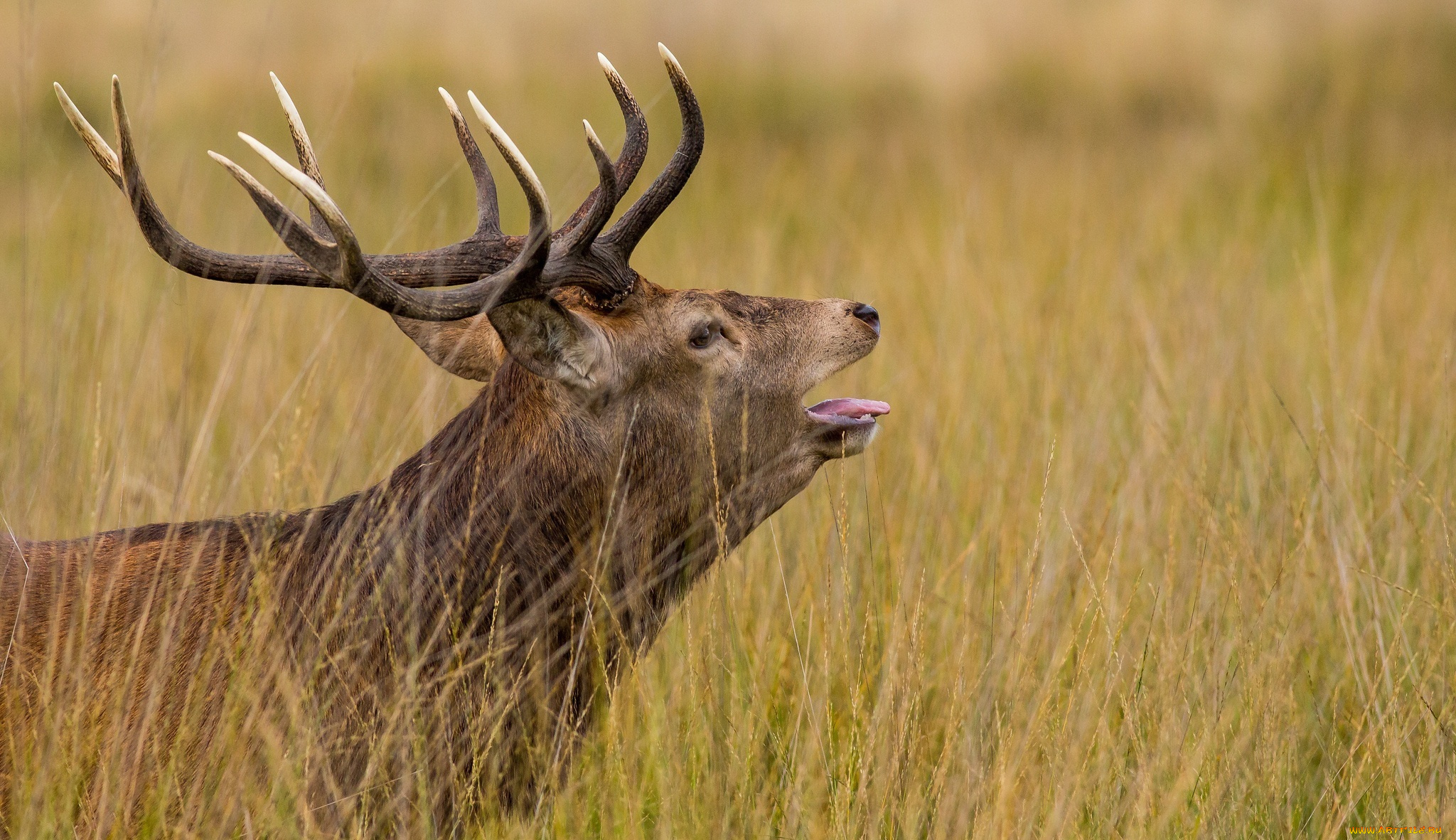 животные, олени, трава, профиль, рога, голова, олень