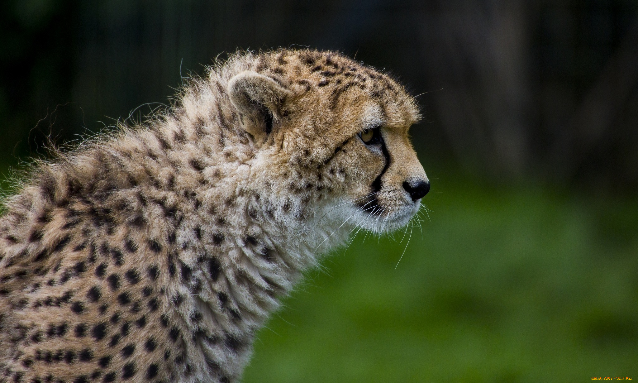 животные, гепарды, профиль, морда, гепард